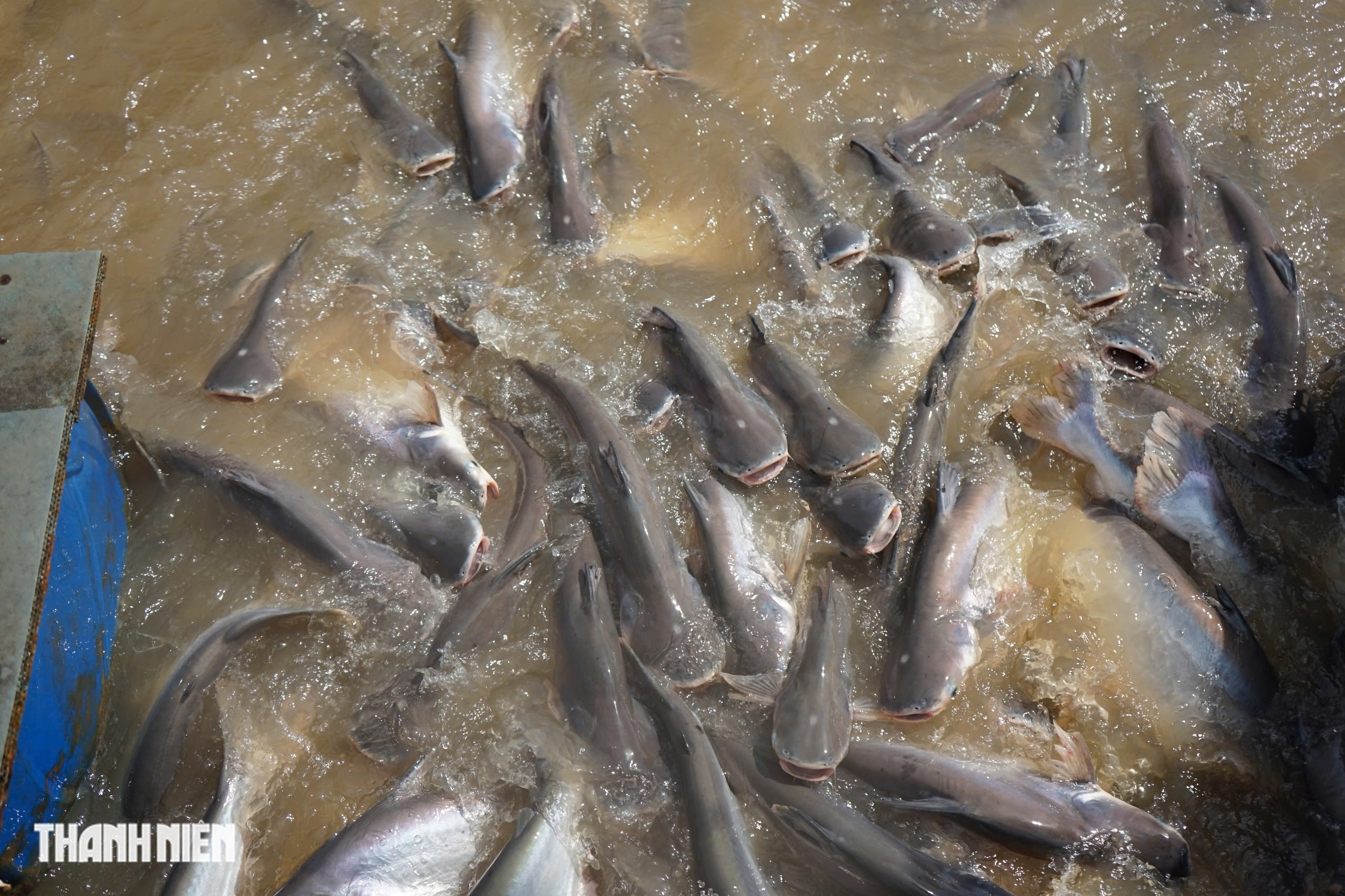 Đàn cá lạ mang chấm trắng trên đầu, được người dân bảo vệ như báu vật - Ảnh 4.