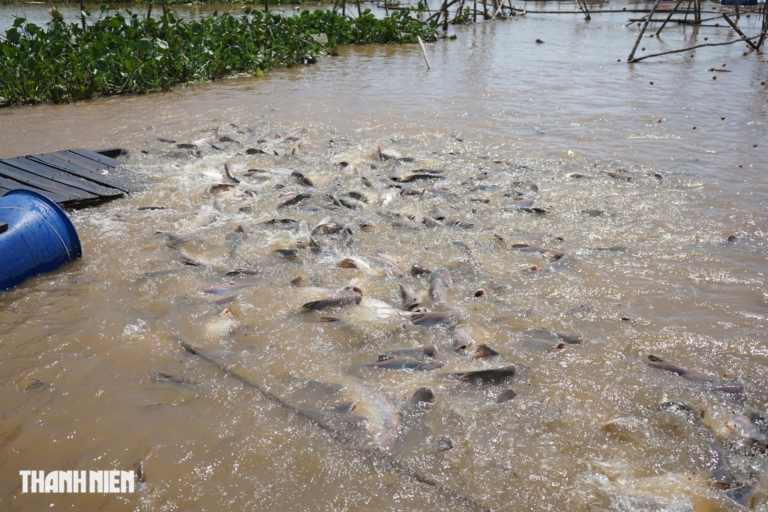 Đàn cá lạ mang chấm trắng trên đầu, được người dân bảo vệ như báu vật - Ảnh 3.
