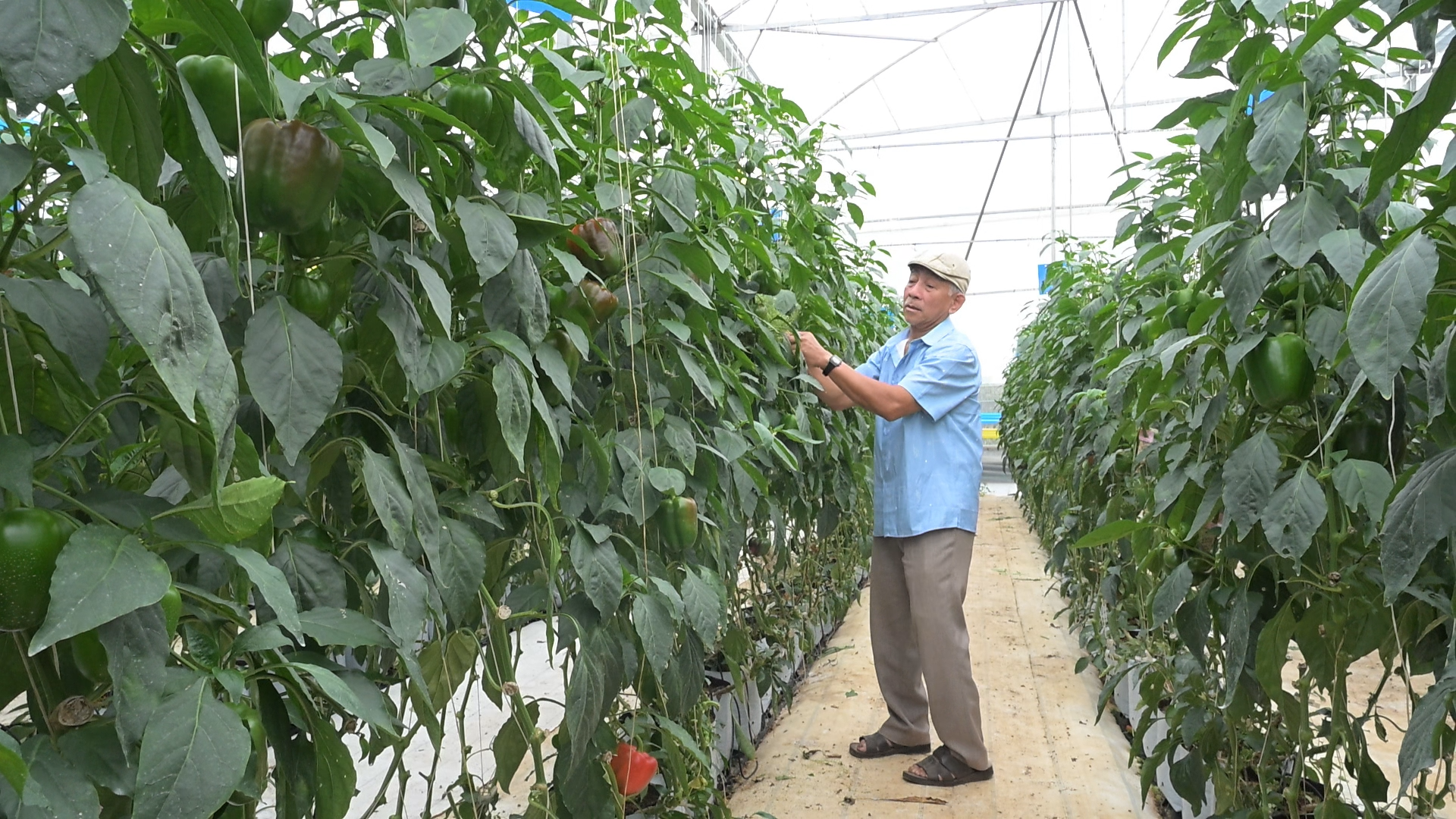 C&ugrave;ng sống xanh số 135: Nu&ocirc;i thi&ecirc;n địch, n&ocirc;ng d&acirc;n L&acirc;m Đồng sống khỏe nhờ trồng ớt chu&ocirc;ng- Ảnh 1.