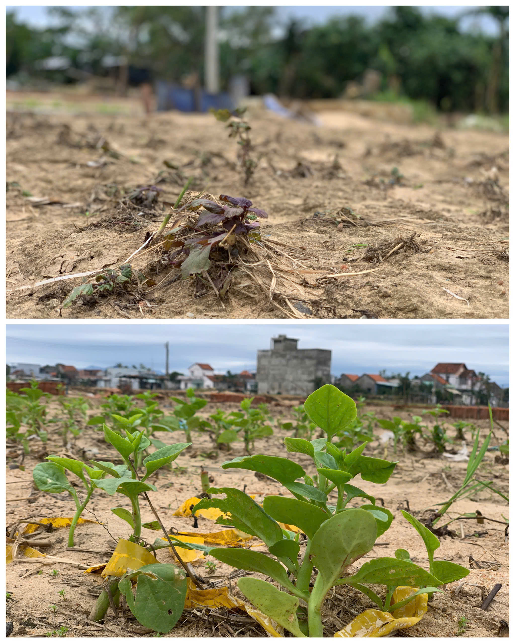 Đất làng rau phường Tuy Hòa thành 'đất chết', 'bỏ không được, nhìn đắng cay'- Ảnh 1. Đất làng rau phường Tuy Hòa thành 'đất chết', 'bỏ không được, nhìn đắng cay'- Ảnh 1.