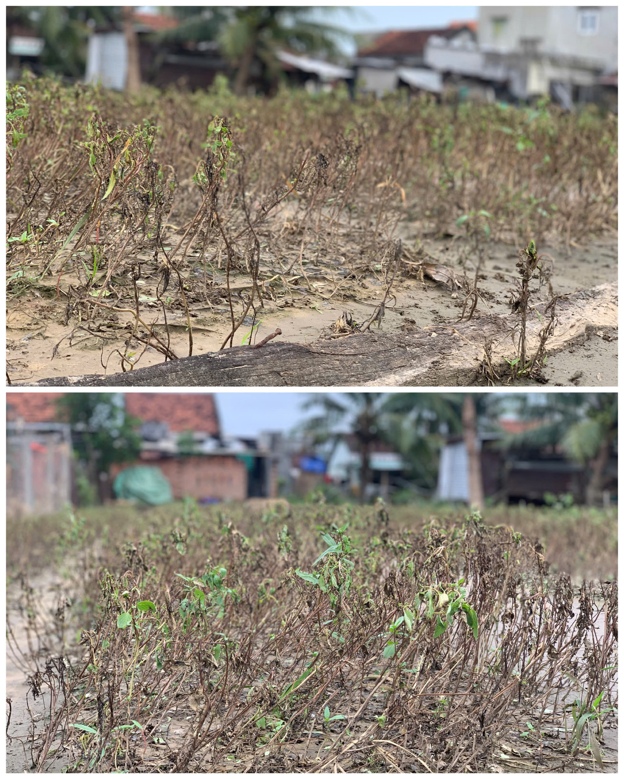 Đất làng rau phường Tuy Hòa thành 'đất chết', 'bỏ không được, nhìn đắng cay'- Ảnh 3. Đất làng rau phường Tuy Hòa thành 'đất chết', 'bỏ không được, nhìn đắng cay'- Ảnh 3.