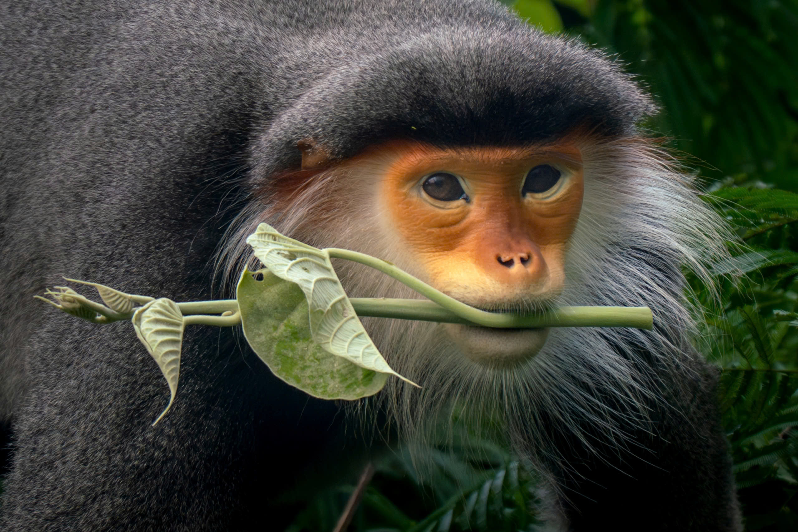 Nhiếp ảnh gia dùng kiềm giải cứu voọc chà vá chân nâu quý hiếm trong Sách đỏ - Ảnh 2.