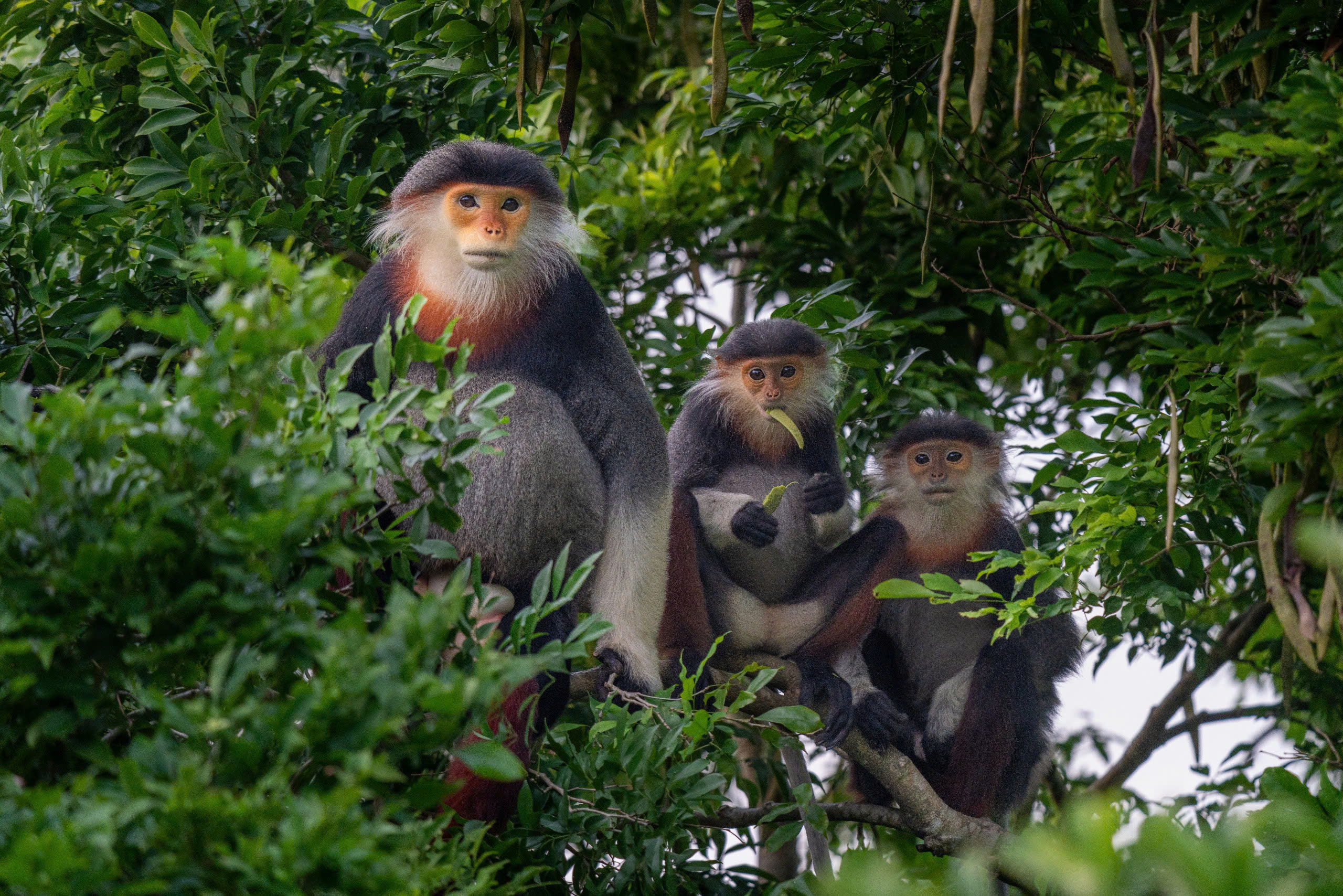 Nhiếp ảnh gia dùng kiềm giải cứu voọc chà vá chân nâu quý hiếm trong Sách đỏ - Ảnh 1.