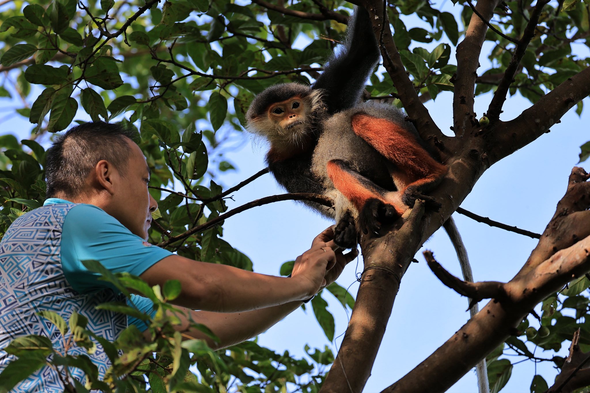 Nhiếp ảnh gia dùng kiềm giải cứu voọc chà vá chân nâu quý hiếm trong Sách đỏ - Ảnh 4.