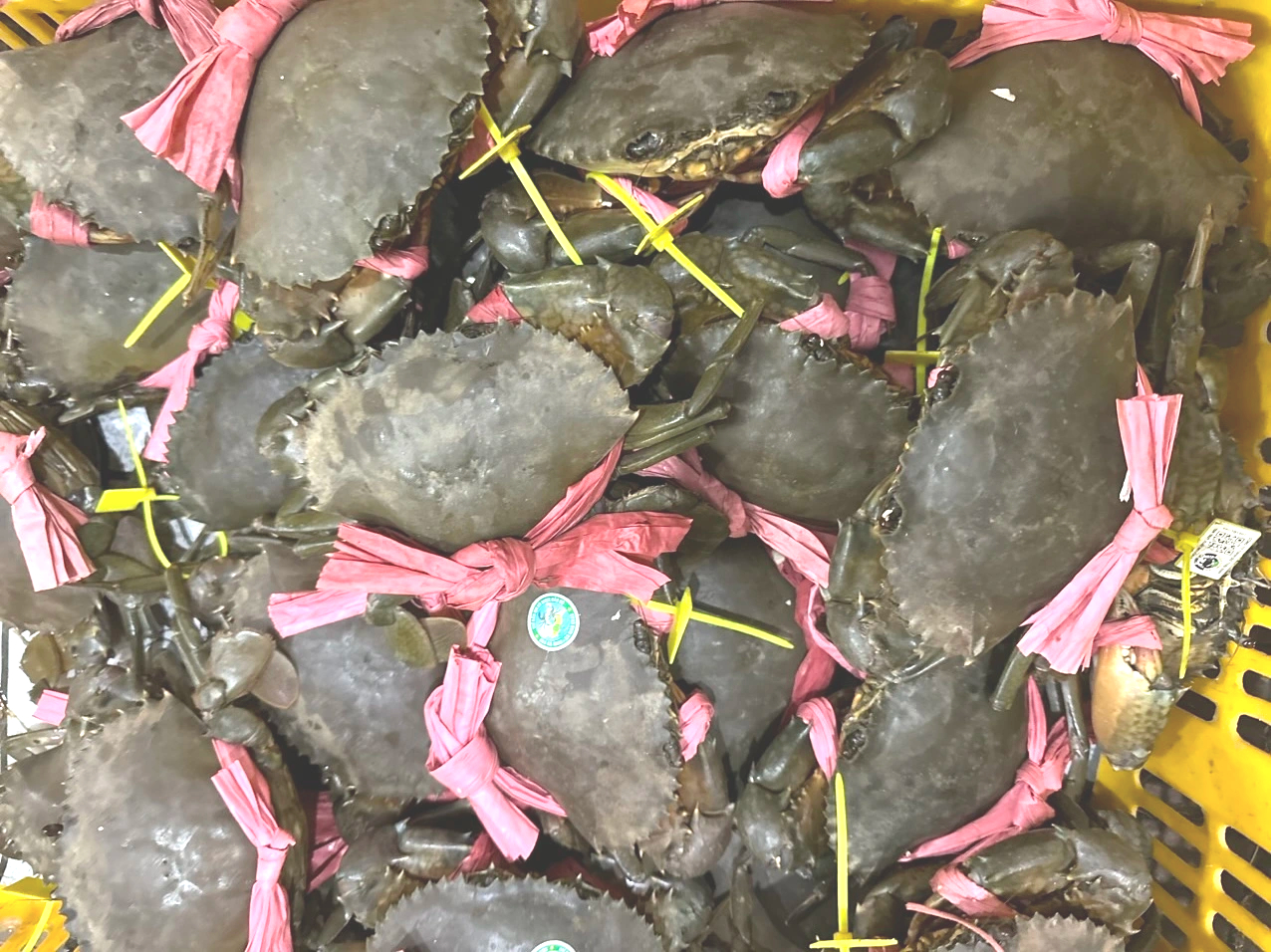 Mắm cua gạch Cà Mau: Hương vị dân dã đang dần thất truyền Mắm cua gạch Cà Mau – hương vị xưa đang dần biến mất - Ảnh 3.