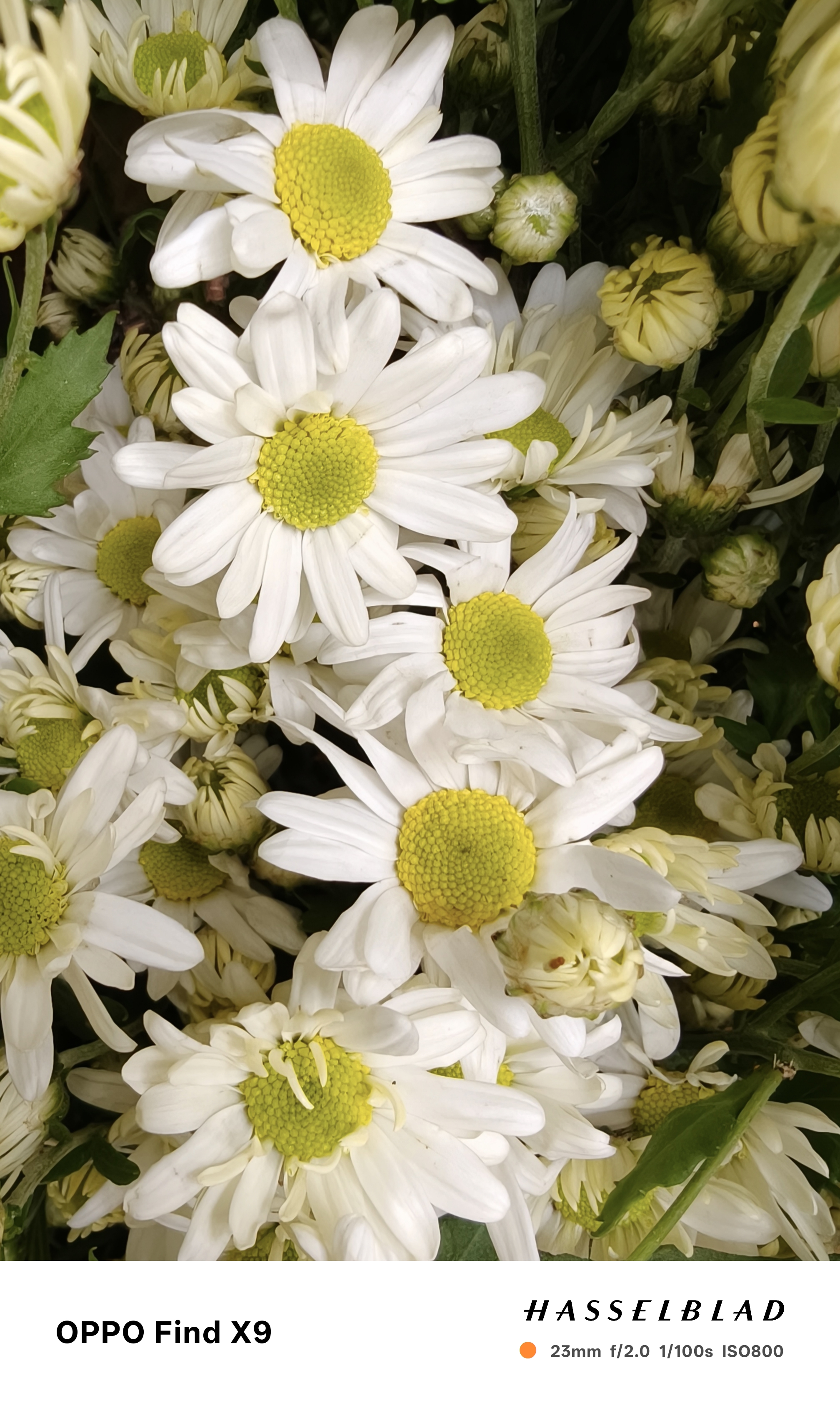 Đánh giá chuyên sâu camera OPPO Find X9 - Ảnh 18.