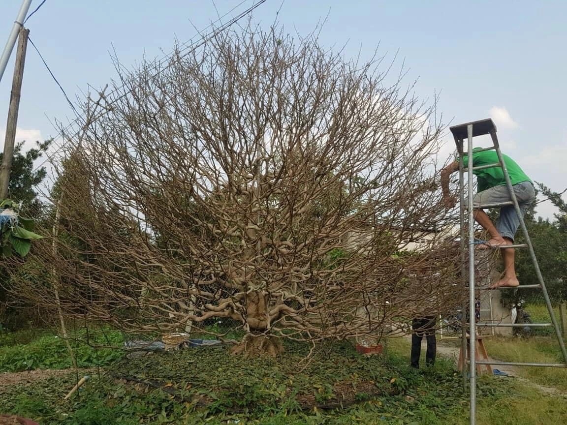 Người trồng hoa đối diện 'nỗi lo kép'- Ảnh 1. Người trồng hoa đối diện 'nỗi lo kép'- Ảnh 1.