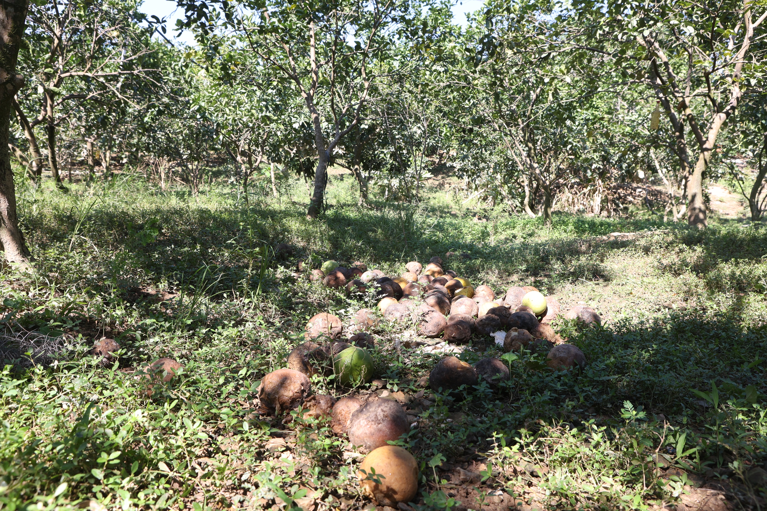 Bưởi, cam rụng đầy gốc, nông dân xót xa 'nhìn vườn cây như nhìn con lâm bệnh nặng'- Ảnh 2. Bưởi, cam rụng đầy gốc, nông dân xót xa 'nhìn vườn cây như nhìn con lâm bệnh nặng'- Ảnh 2.