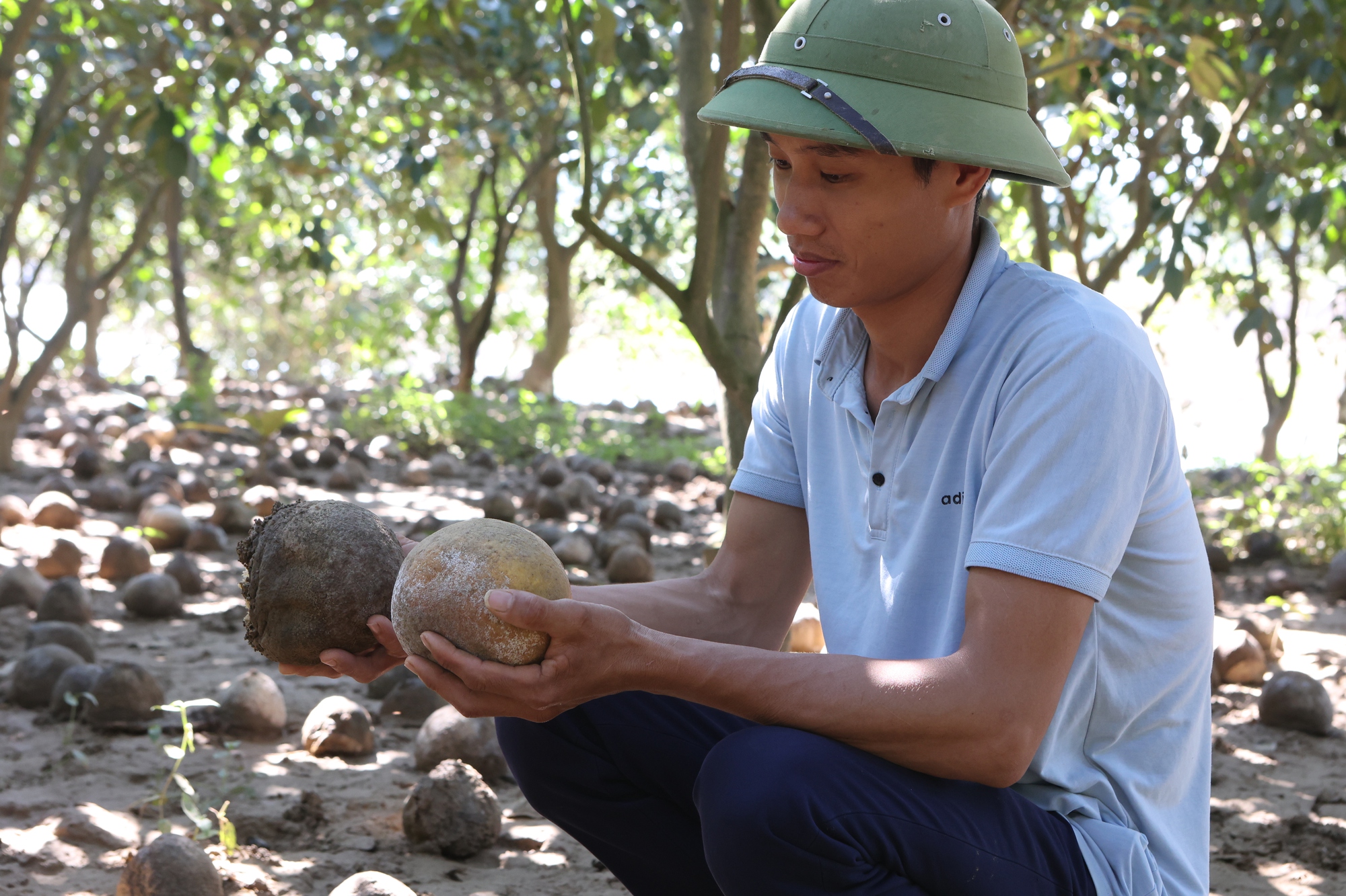 Bưởi, cam rụng đầy gốc, nông dân xót xa 'nhìn vườn cây như nhìn con lâm bệnh nặng'- Ảnh 1. Bưởi, cam rụng đầy gốc, nông dân xót xa 'nhìn vườn cây như nhìn con lâm bệnh nặng'- Ảnh 1.