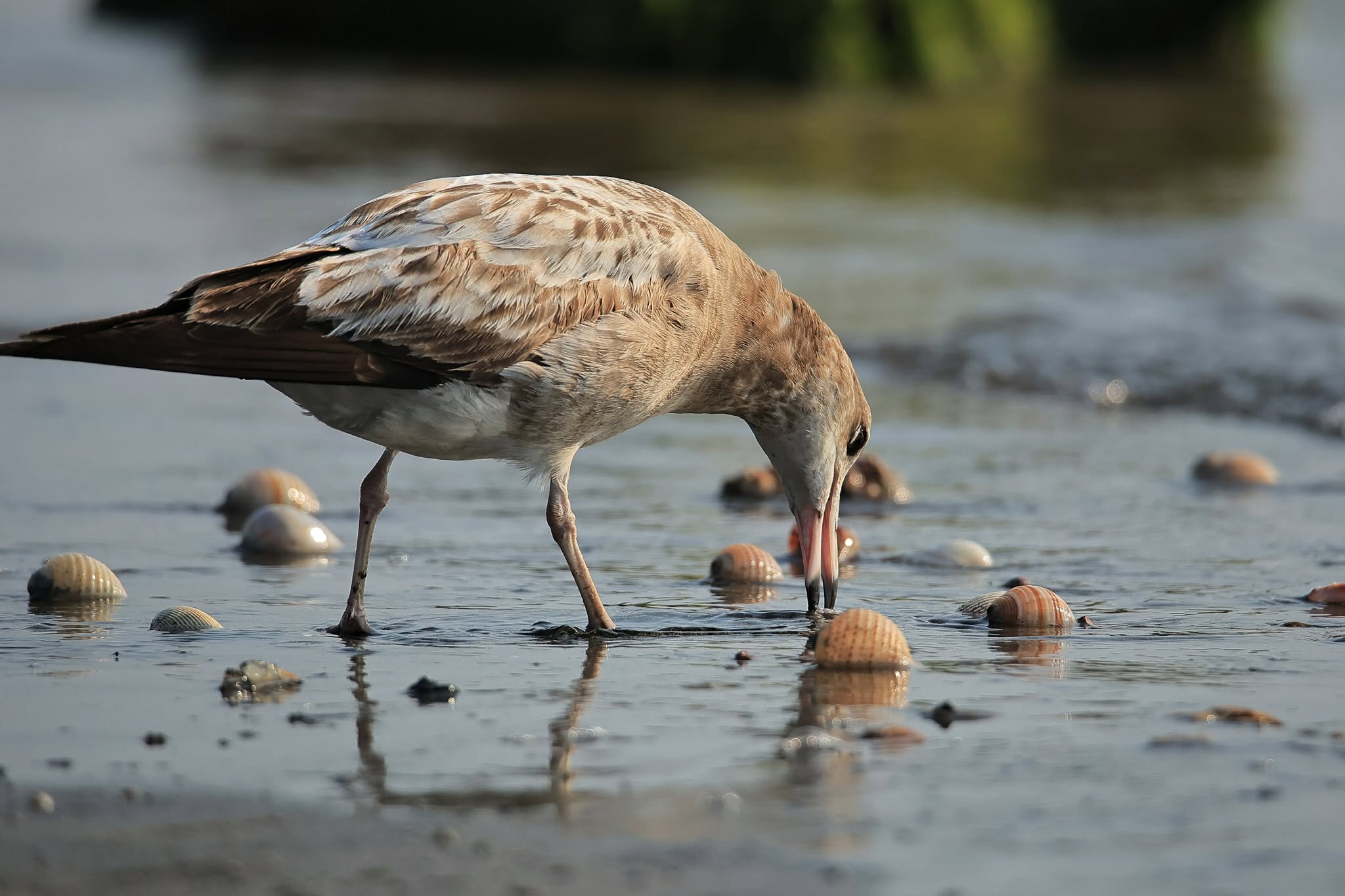 Ngắm chim mòng biển di cư tuyệt đẹp nhưng sắp nguy cấp trong Sách đỏ thế giới - Ảnh 1.