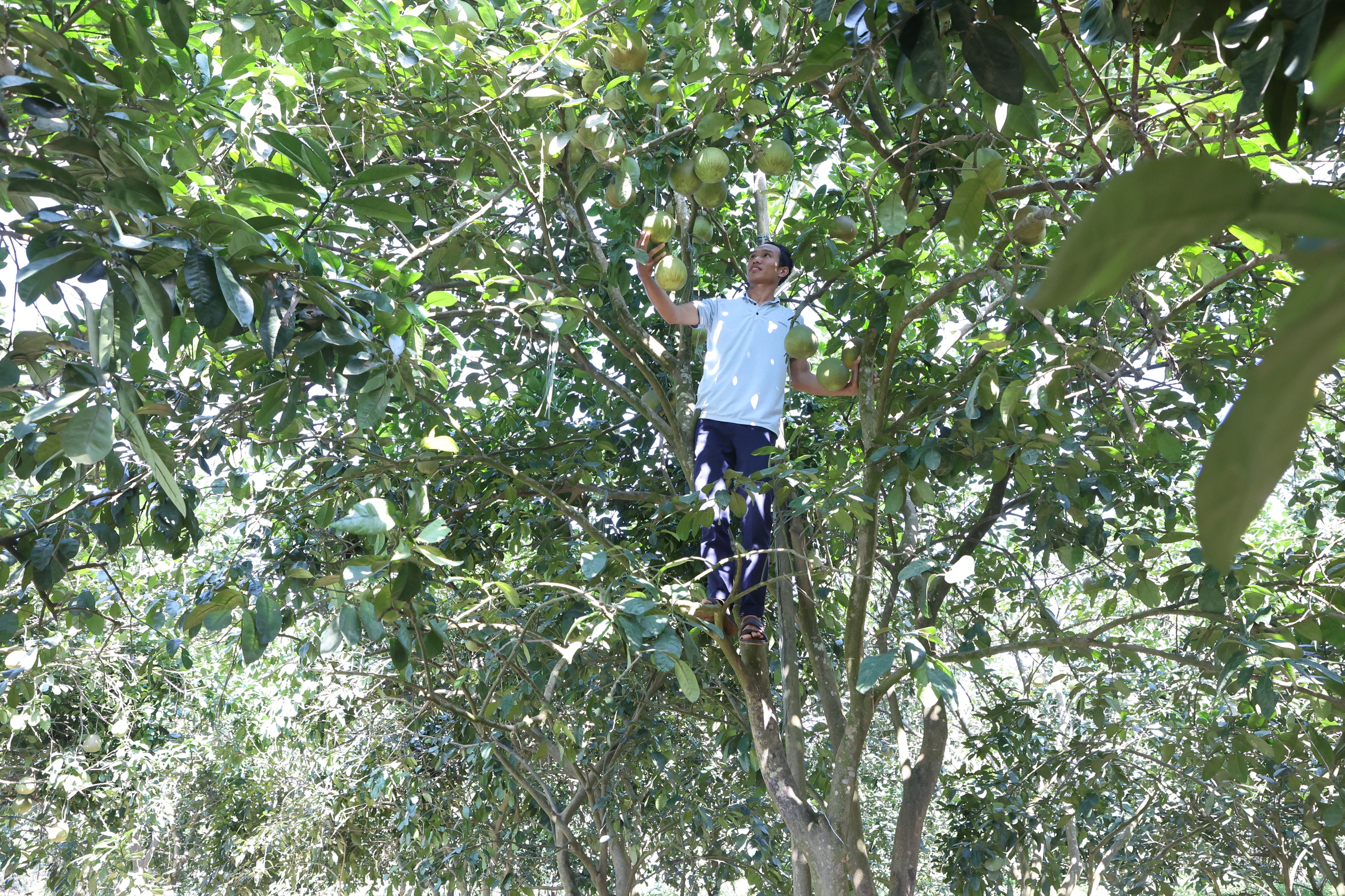 Bưởi, cam rụng đầy gốc, nông dân xót xa 'nhìn vườn cây như nhìn con lâm bệnh nặng'- Ảnh 3. Bưởi, cam rụng đầy gốc, nông dân xót xa 'nhìn vườn cây như nhìn con lâm bệnh nặng'- Ảnh 3.