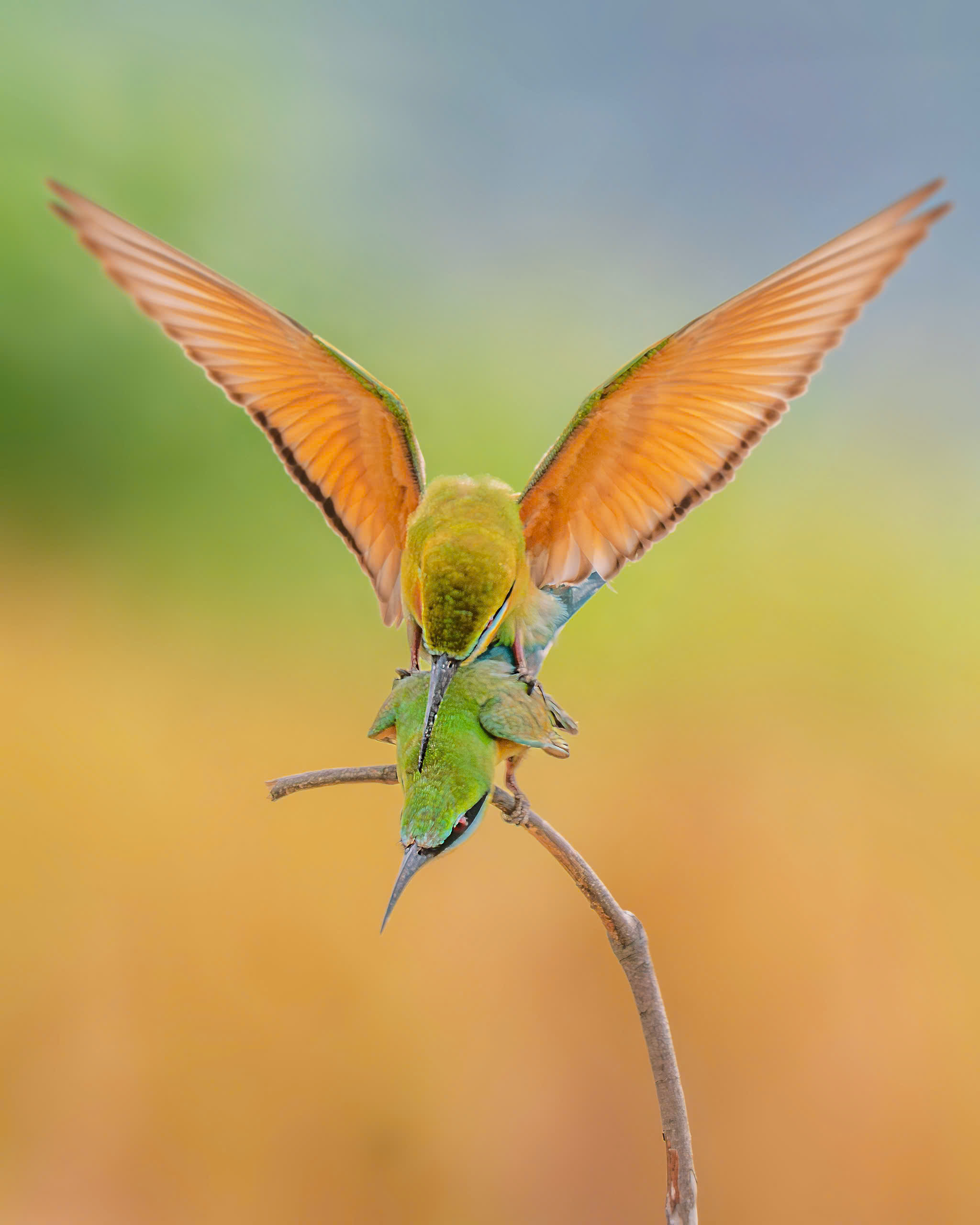 Chiêm ngưỡng loài chim trảu cực đẹp: Ngắm nhìn khoảnh khắc 'quấn quýt' mùa sinh sản  - Ảnh 7.