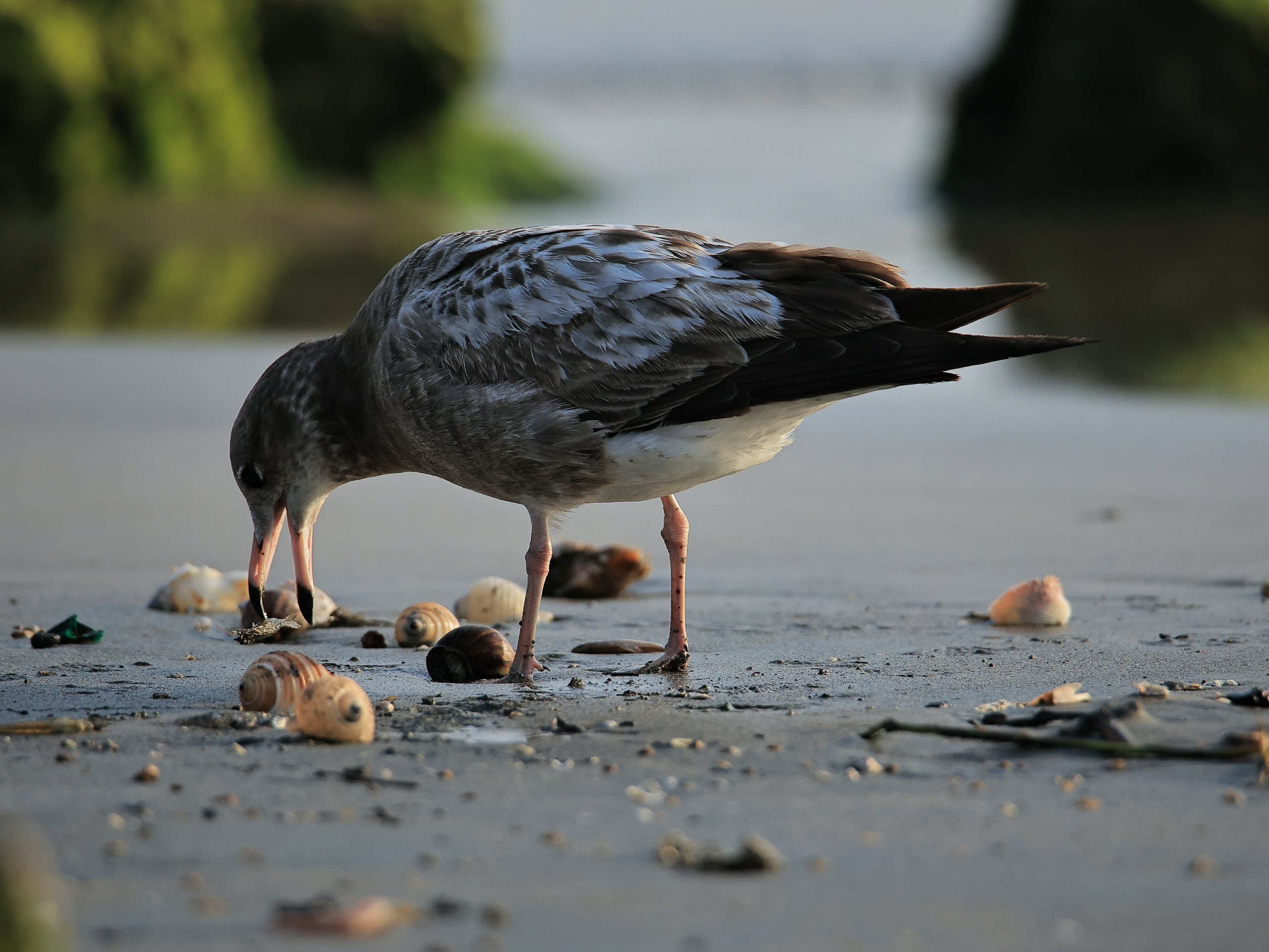 Ngắm chim mòng biển di cư tuyệt đẹp nhưng sắp nguy cấp trong Sách đỏ thế giới - Ảnh 7.