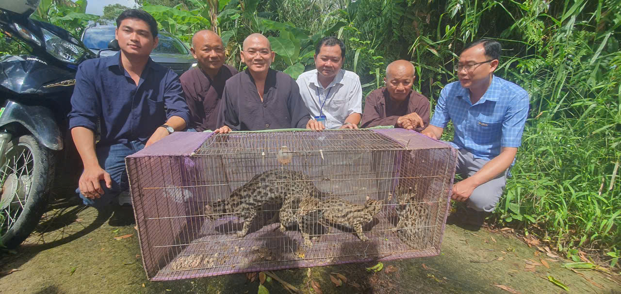 Thả bốn cá thể mèo rừng quý hiếm về rừng U Minh Hạ   - Ảnh 1.