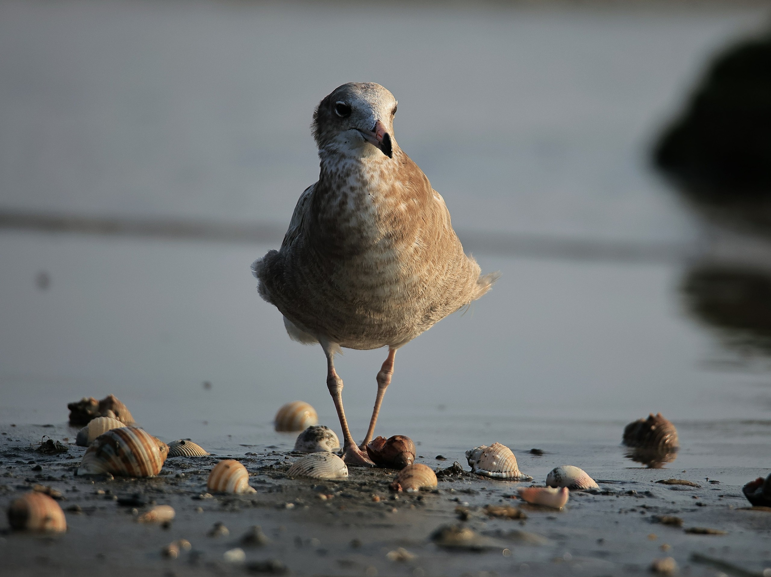 Ngắm chim mòng biển di cư tuyệt đẹp nhưng sắp nguy cấp trong Sách đỏ thế giới - Ảnh 4.