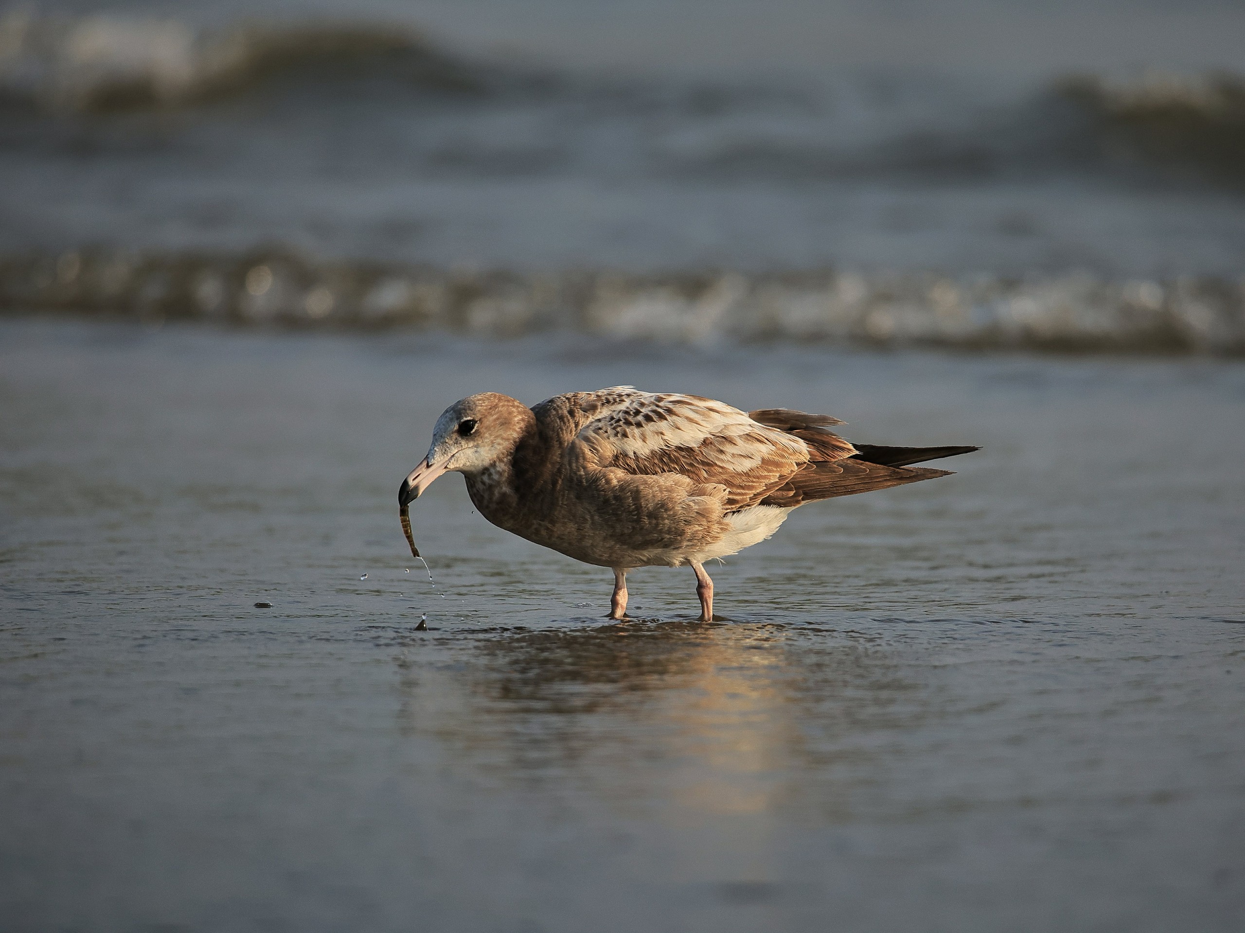 Ngắm chim mòng biển di cư tuyệt đẹp nhưng sắp nguy cấp trong Sách đỏ thế giới - Ảnh 6.