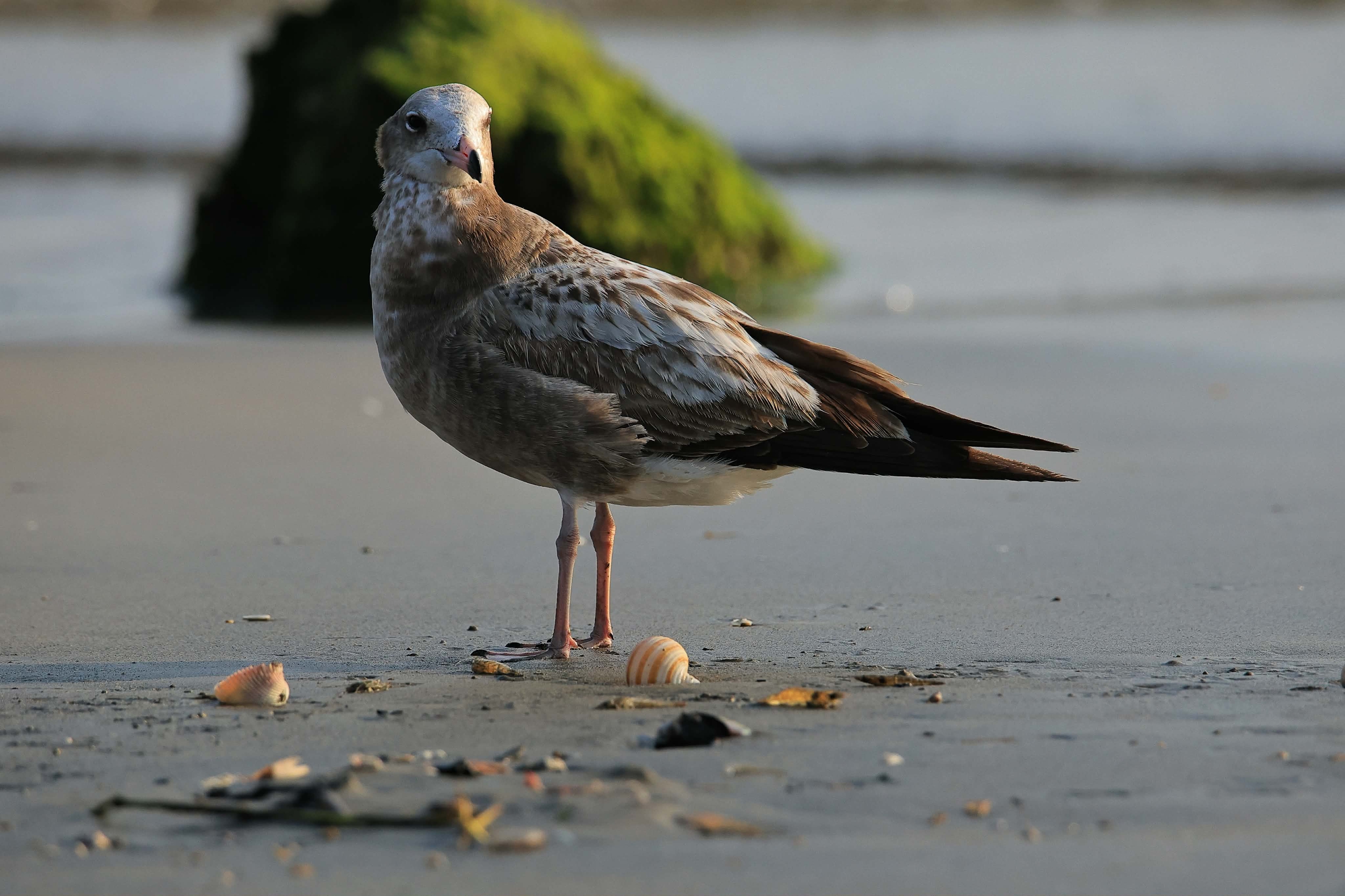 Ngắm chim mòng biển di cư tuyệt đẹp nhưng sắp nguy cấp trong Sách đỏ thế giới - Ảnh 2.