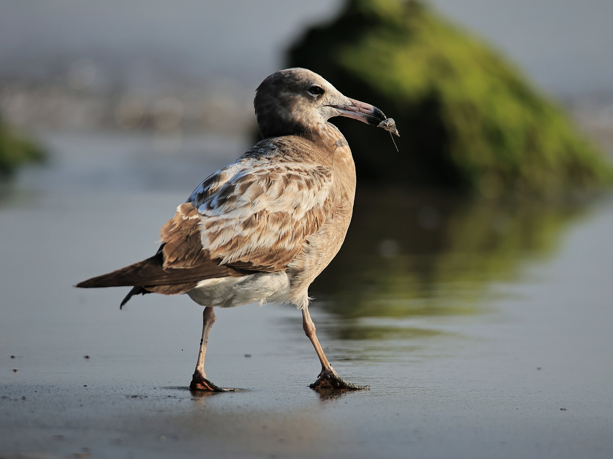 Ngắm chim mòng biển di cư tuyệt đẹp nhưng sắp nguy cấp trong Sách đỏ thế giới - Ảnh 3.