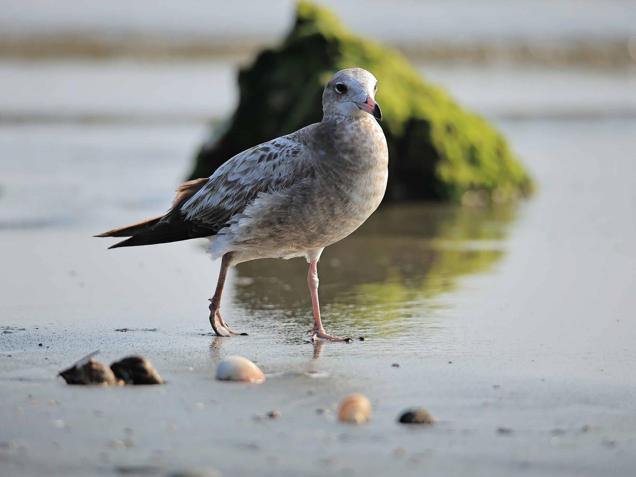 Ngắm chim mòng biển di cư tuyệt đẹp nhưng sắp nguy cấp trong Sách đỏ thế giới - Ảnh 5.