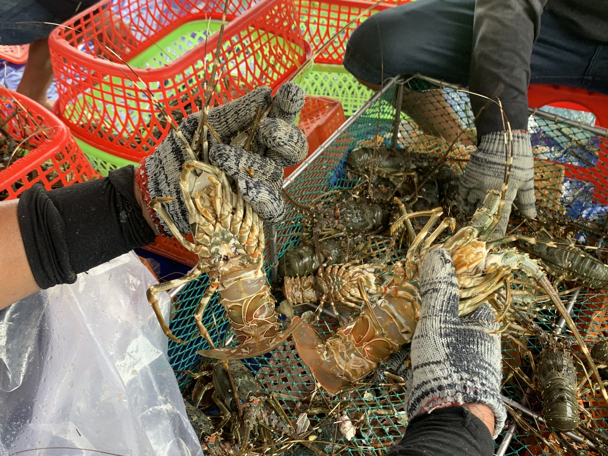 Ứng phó bão số 13 Kalmaegi: Thủ phủ tôm hùm vịnh Xuân Đài 'chạy đua' với bão - Ảnh 3.