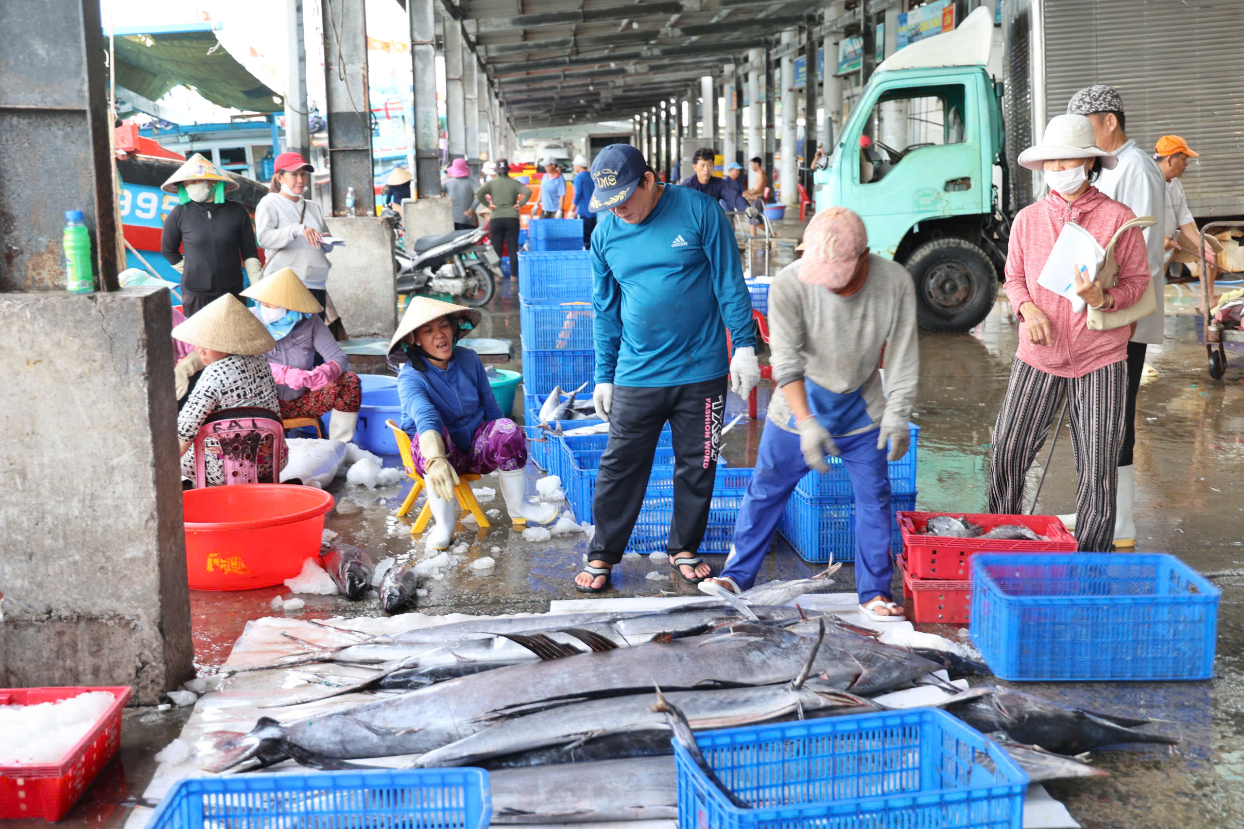 Ngư dân khánh hòa bán tháo cá tránh bão số 13 Kalmaegi với giá thấp - Ảnh 3.