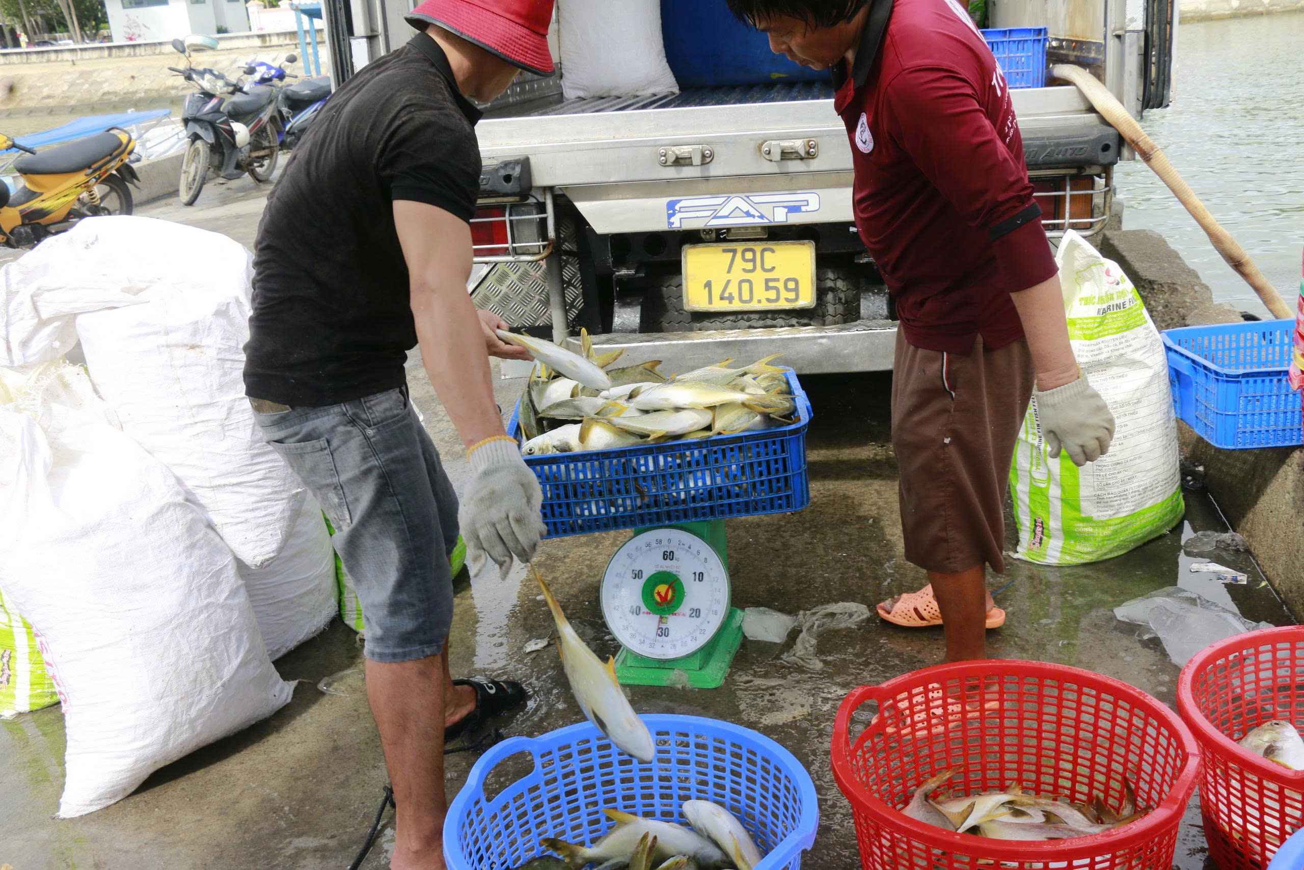 Ngư dân khánh hòa bán tháo cá tránh bão số 13 Kalmaegi với giá thấp - Ảnh 5.