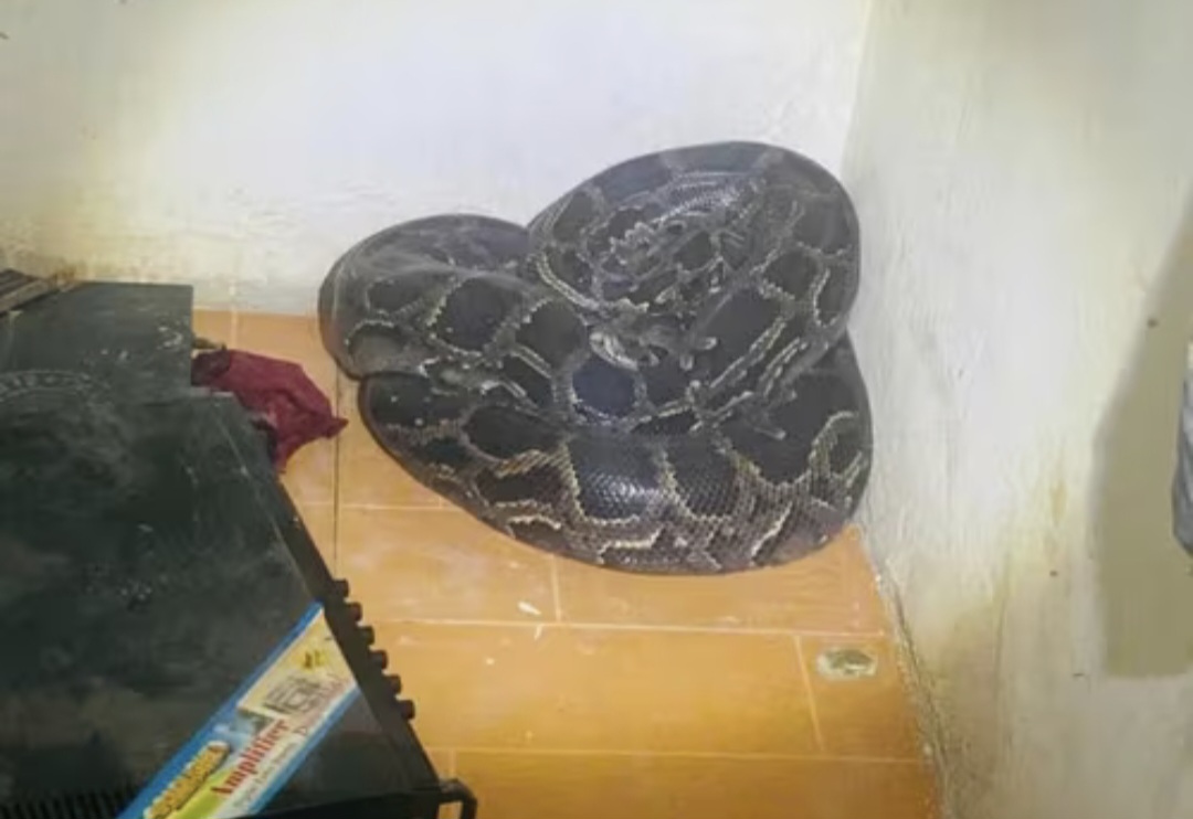 Rợn gáy phát hiện con trăn đất nặng hàng chục kg cuộn tròn trong góc nhà- Ảnh 1.