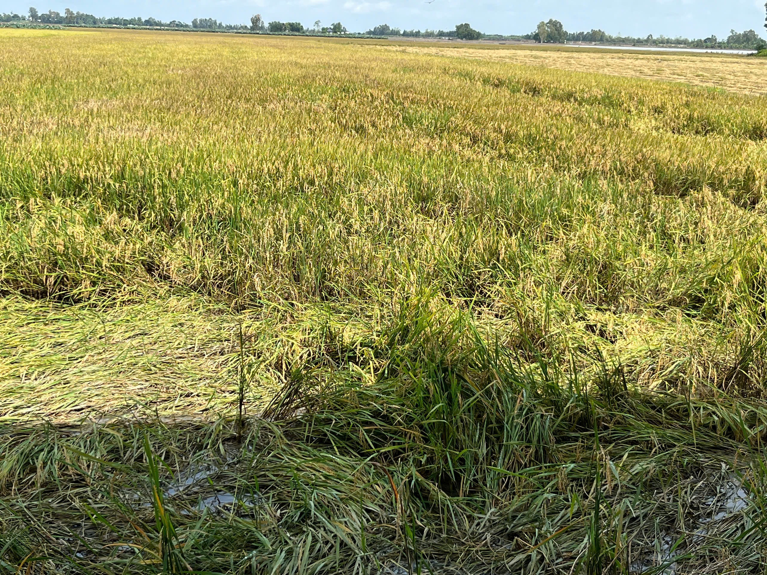 Đồng Tháp: Bị cản không cho đưa máy móc vô ruộng thu hoạch lúa, người dân cầu cứu - Ảnh 2.