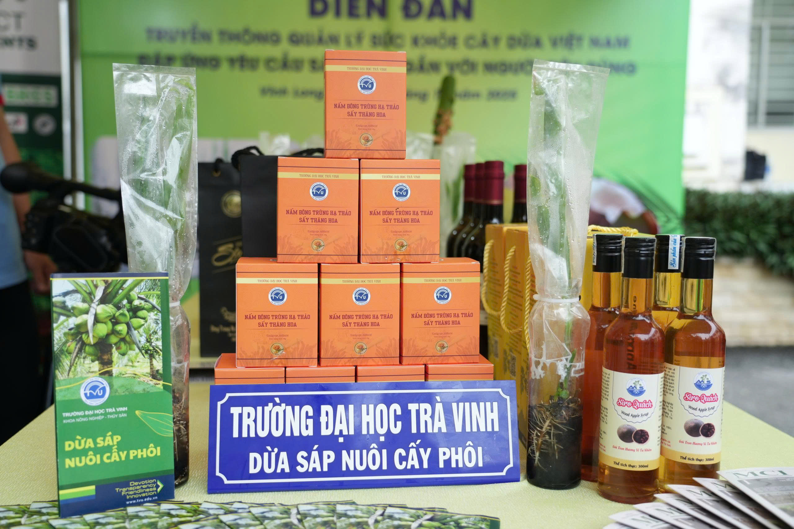 Làm sao để cây dừa Vĩnh Long khỏe phục vụ người dân?- Ảnh 2. Làm sao để cây dừa Vĩnh Long khỏe phục vụ người dân?- Ảnh 2.