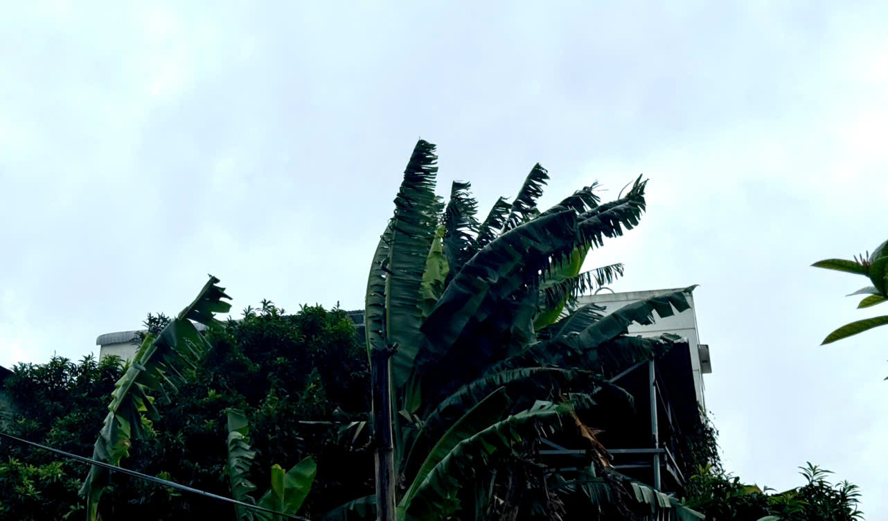 - Ảnh 4. - Ảnh 4.