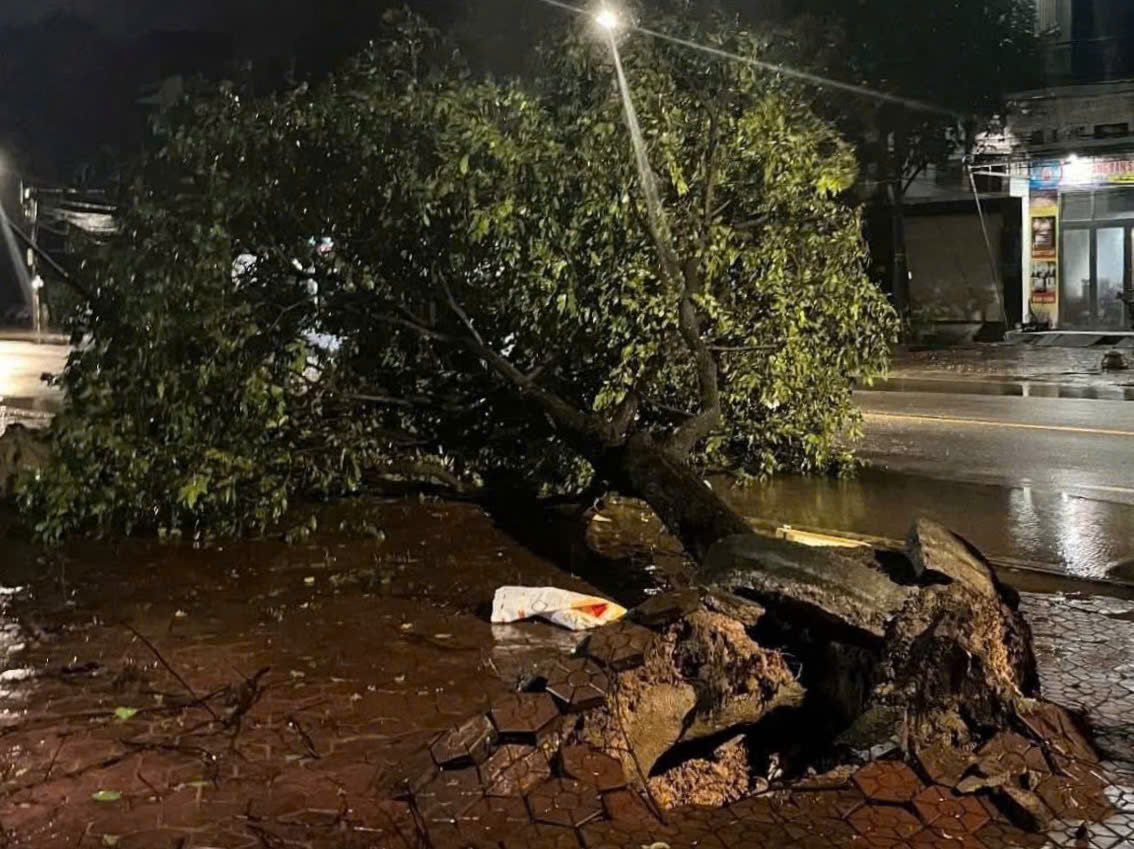 Quảng Ngãi: Bão Kalmaegi quật ngã nhiều cây xanh, nhà dân bị tốc mái - Ảnh 1.