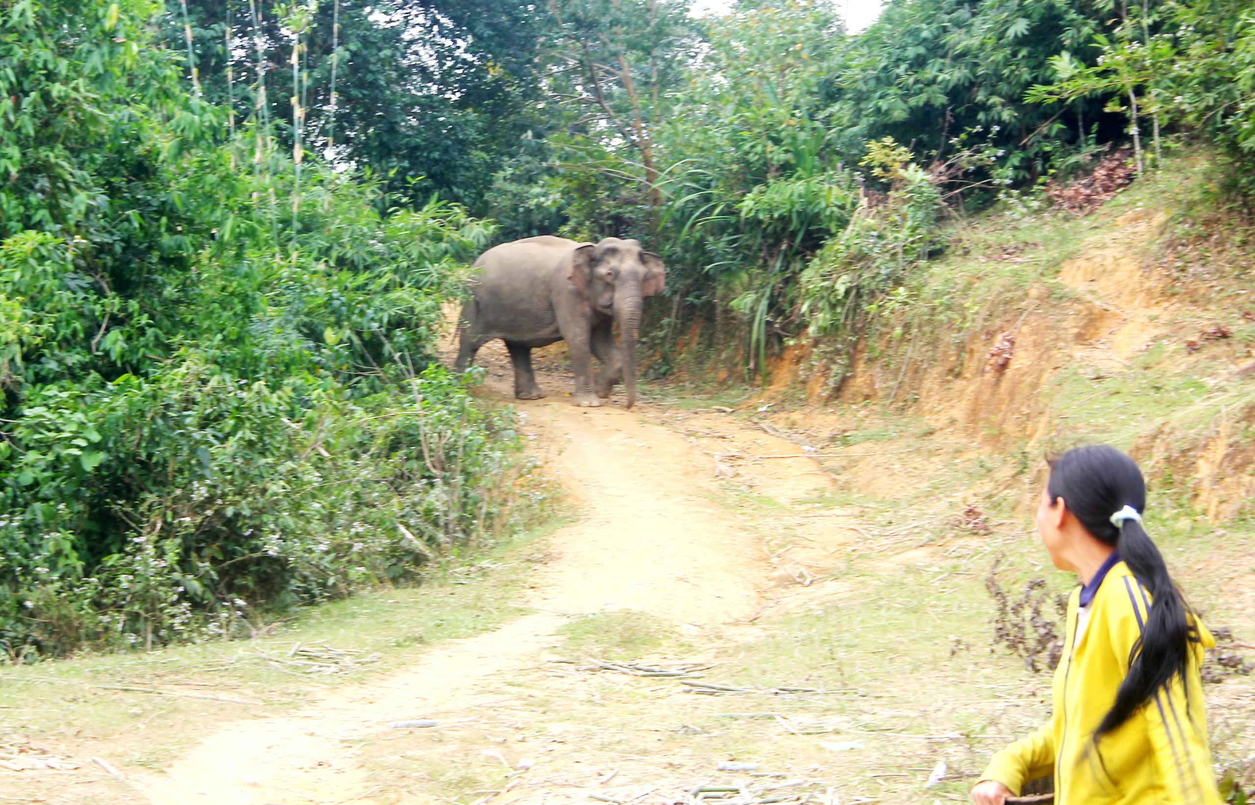 Voi rừng vào nhà dân ở Nghệ An tìm muối - Ảnh 1.