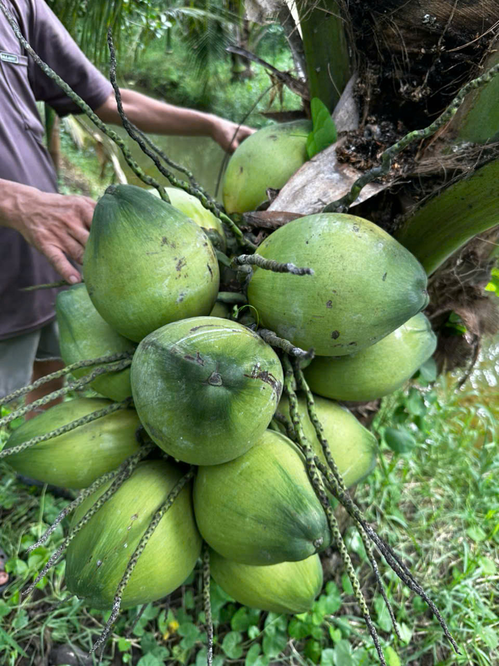Sau cơn sốt, giá dừa quay đầu giảm, vì sao?- Ảnh 2. Sau cơn sốt, giá dừa quay đầu giảm, vì sao?- Ảnh 2.