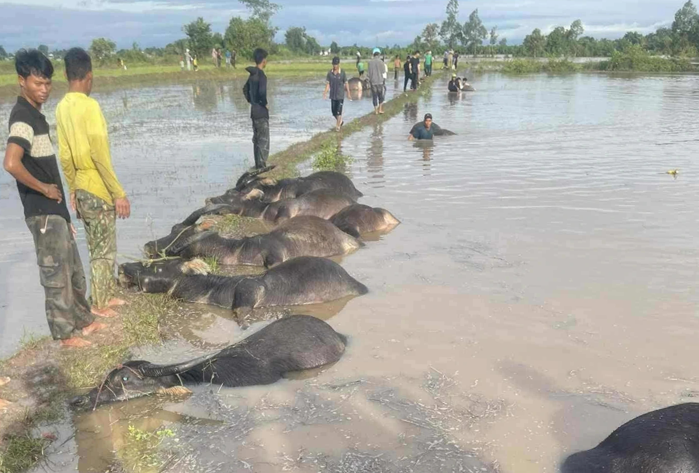 - Ảnh 1. - Ảnh 1.