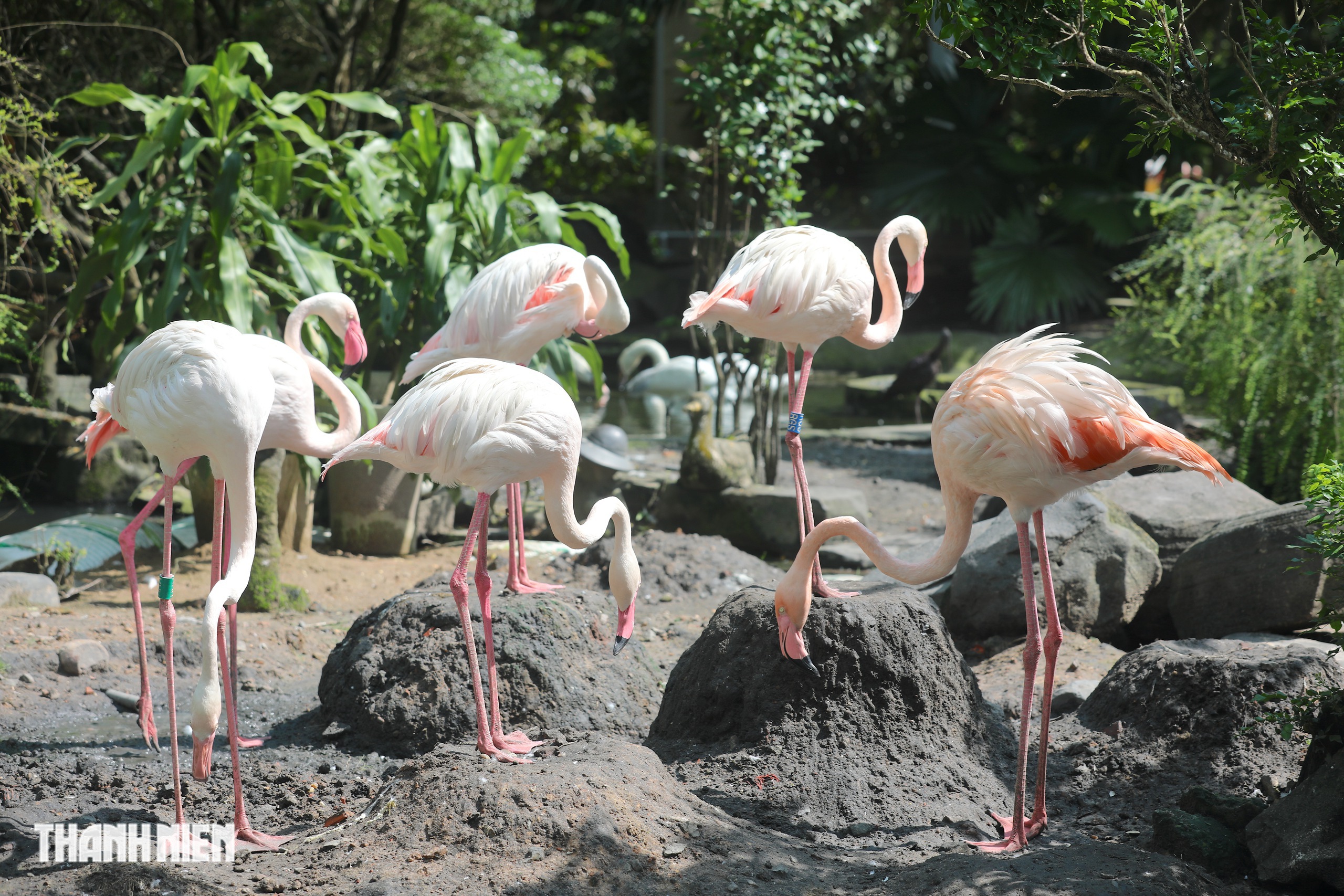 Ngắm chim hồng hạc mới nở duy nhất ‘đùa vui’ giữa bầy đàn ở Thảo Cầm Viên - Ảnh 5.