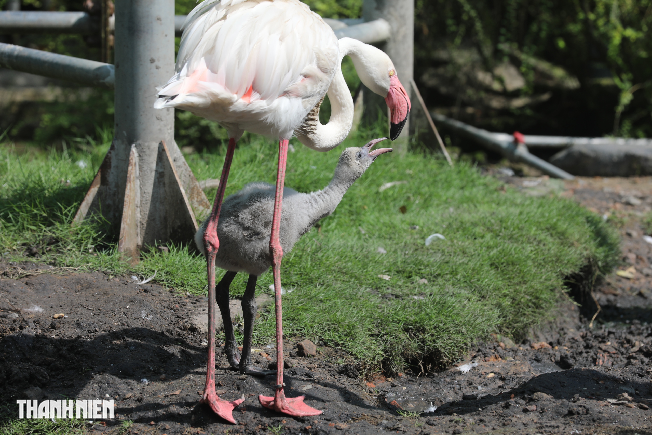 Ngắm chim hồng hạc mới nở duy nhất ‘đùa vui’ giữa bầy đàn ở Thảo Cầm Viên - Ảnh 4.