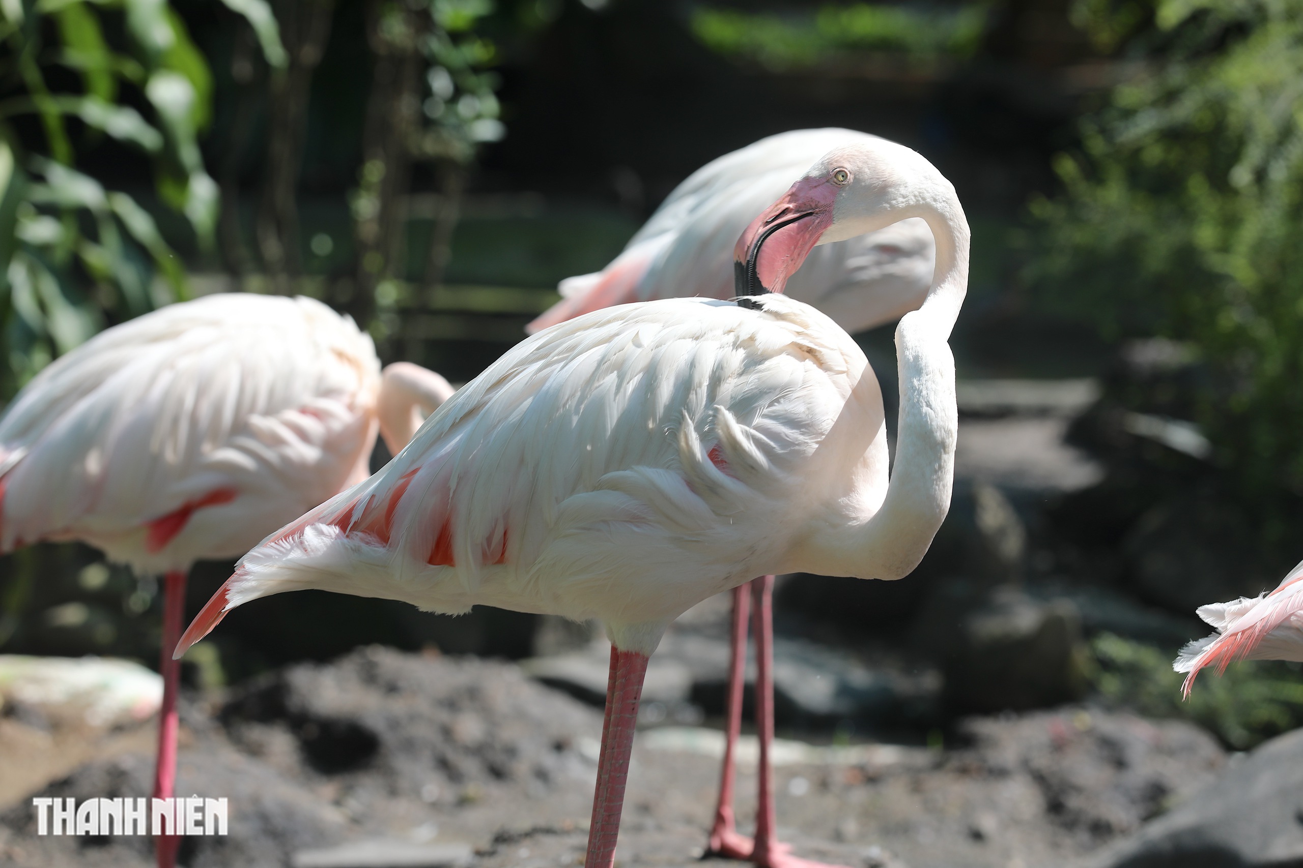 Ngắm chim hồng hạc mới nở duy nhất ‘đùa vui’ giữa bầy đàn ở Thảo Cầm Viên - Ảnh 8.