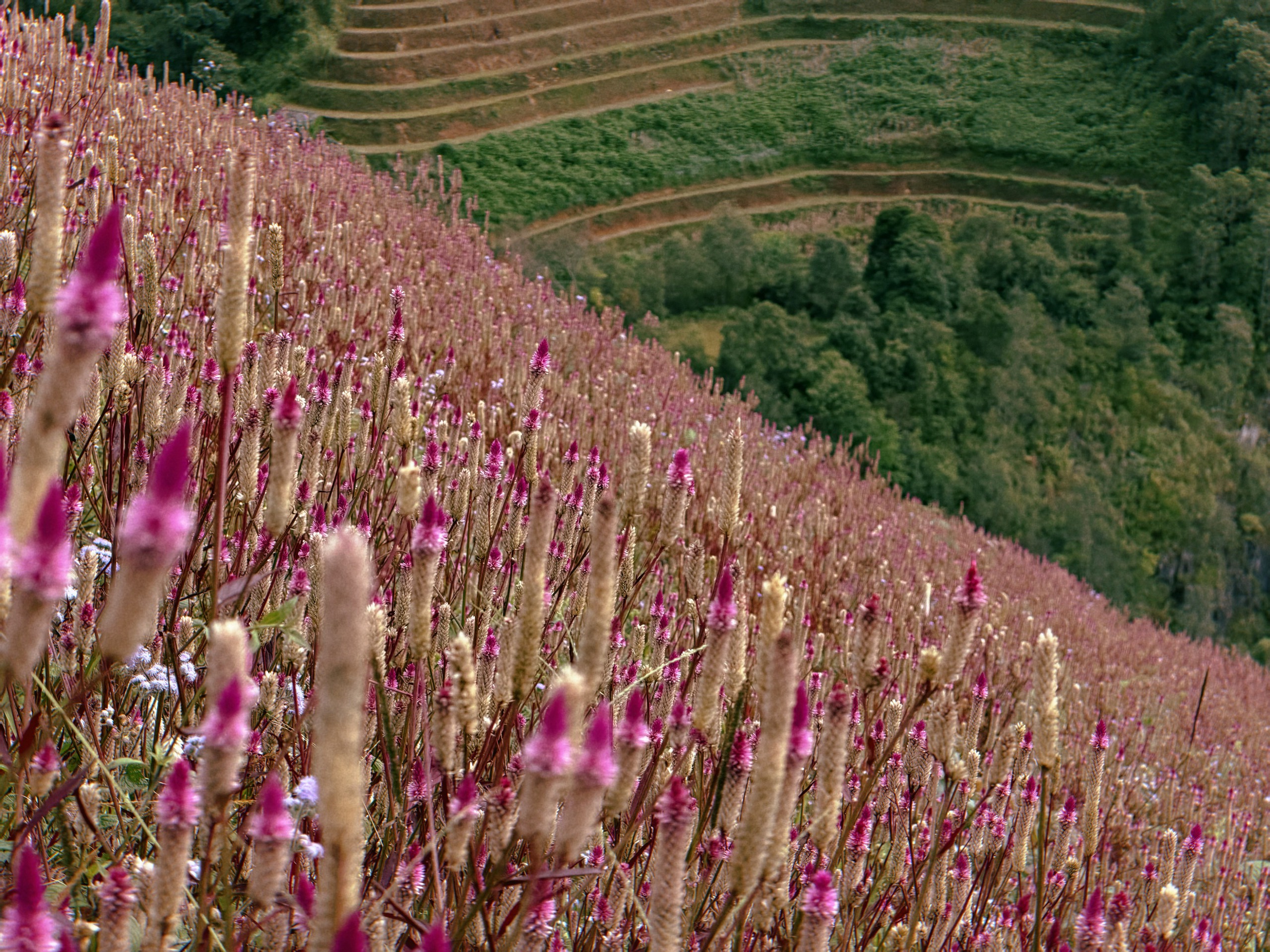 ພູ raspberry ຂະໜາດນ້ອຍ ຍ້ອມສີຊົມພູ ໂດຍດອກກຸຫຼາບ - ຮູບ 2. Đồi mâm xôi nhỏ nhuộm hồng bởi hoa Chi Pâu- Ảnh 2.