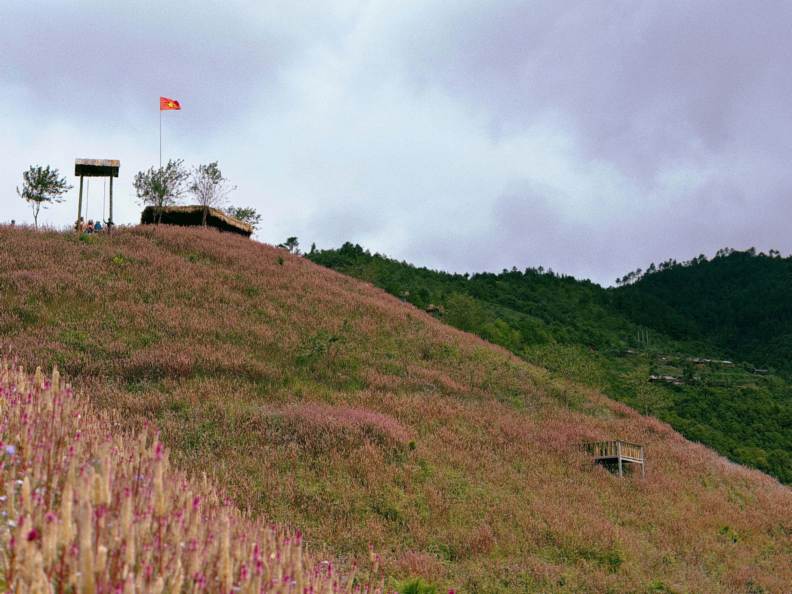 ພູ raspberry ຂະໜາດນ້ອຍ ຍ້ອມສີຊົມພູ ໂດຍດອກກຸຫຼາບ - ຮູບ 5. Đồi mâm xôi nhỏ nhuộm hồng bởi hoa Chi Pâu- Ảnh 5.