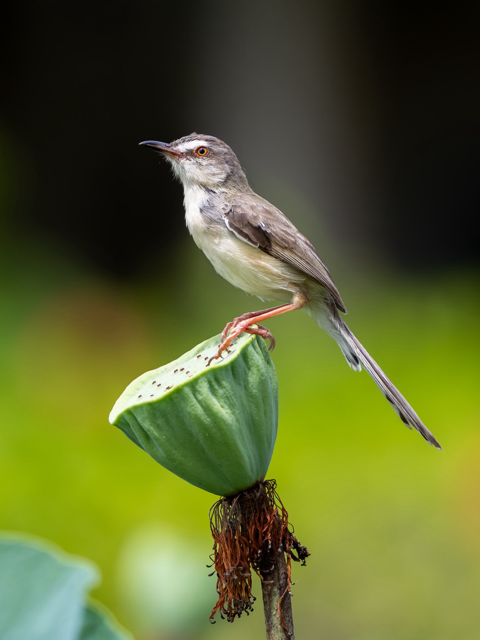 Ngắm chim chích bông 'trượt chân' khi làm tổ: Khoảnh khắc thú vị giữa TP.HCM  - Ảnh 6.