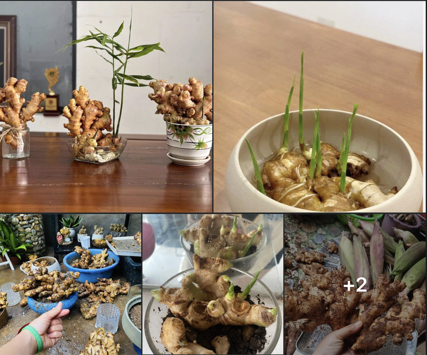 Độc lạ trồng... bonsai gừng bất ngờ thành 'trend', vườn kiểng ở TP.HCM bán đắt hàng - Ảnh 1. Độc lạ trồng... bonsai gừng bất ngờ thành 'trend', vườn kiểng ở TP.HCM bán đắt hàng - Ảnh 1.