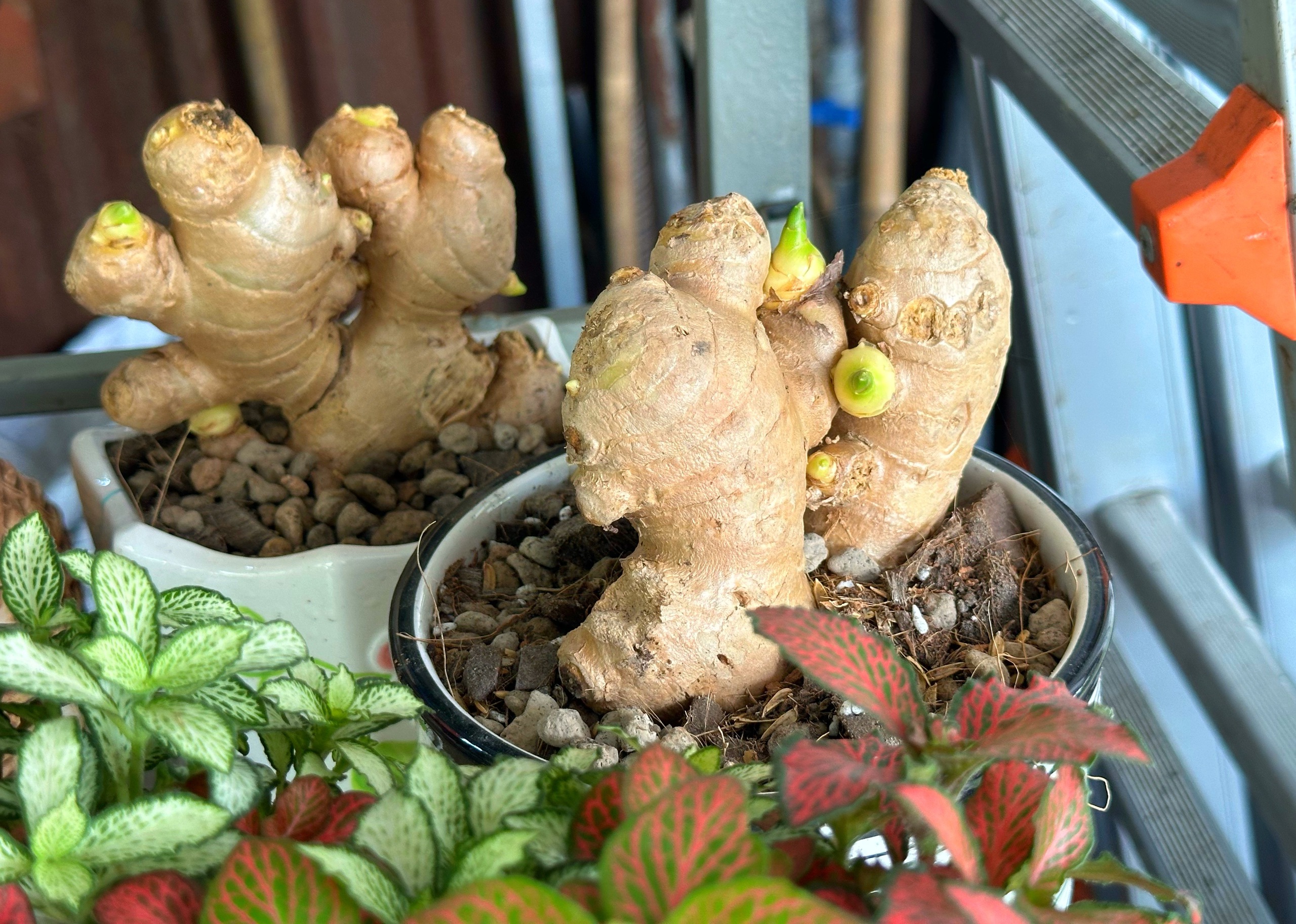 Độc lạ trồng... bonsai gừng bất ngờ thành 'trend', vườn kiểng ở TP.HCM bán đắt hàng - Ảnh 2. Độc lạ trồng... bonsai gừng bất ngờ thành 'trend', vườn kiểng ở TP.HCM bán đắt hàng - Ảnh 2.