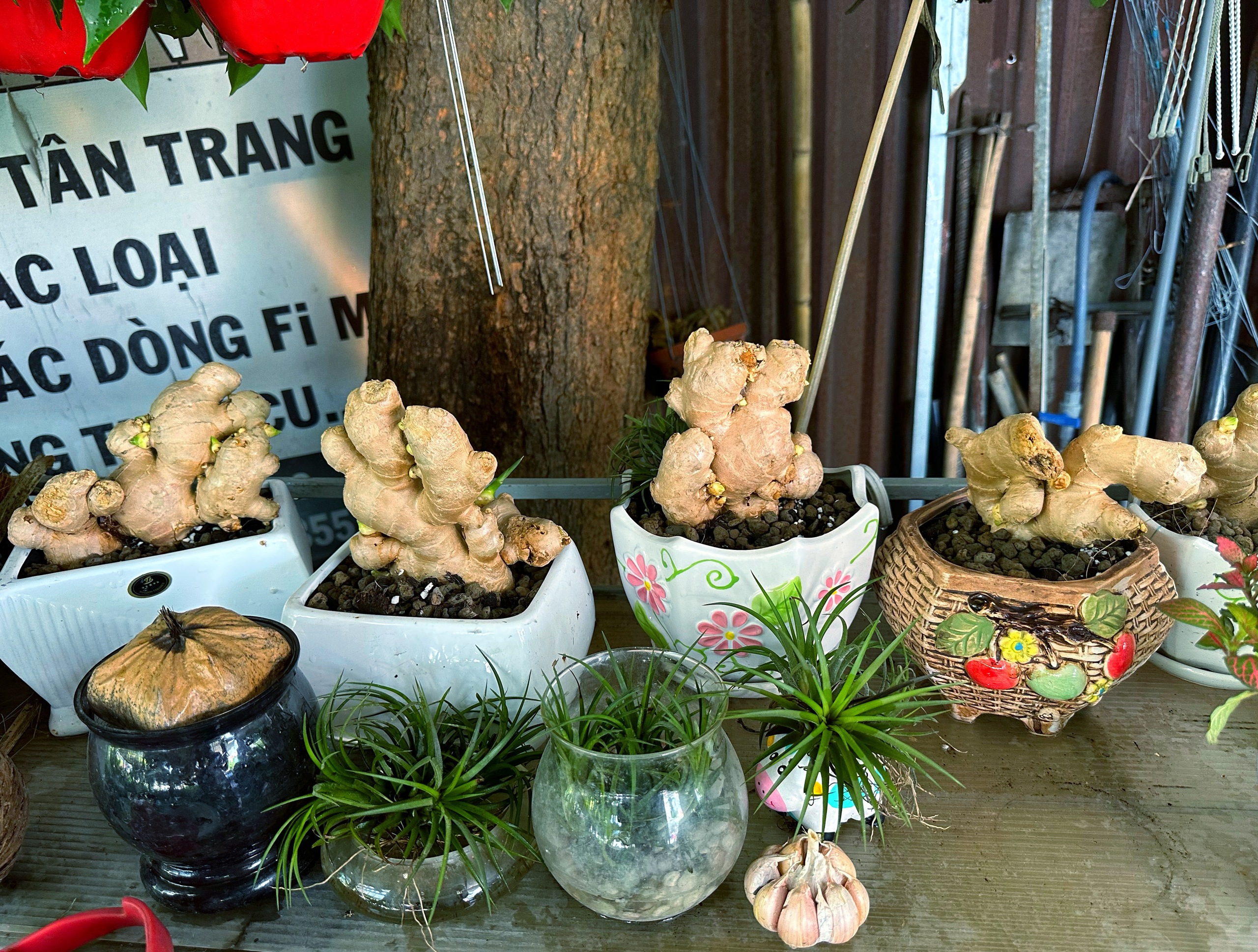 Độc lạ trồng... bonsai gừng bất ngờ thành 'trend', vườn kiểng ở TP.HCM bán đắt hàng - Ảnh 3. Độc lạ trồng... bonsai gừng bất ngờ thành 'trend', vườn kiểng ở TP.HCM bán đắt hàng - Ảnh 3.