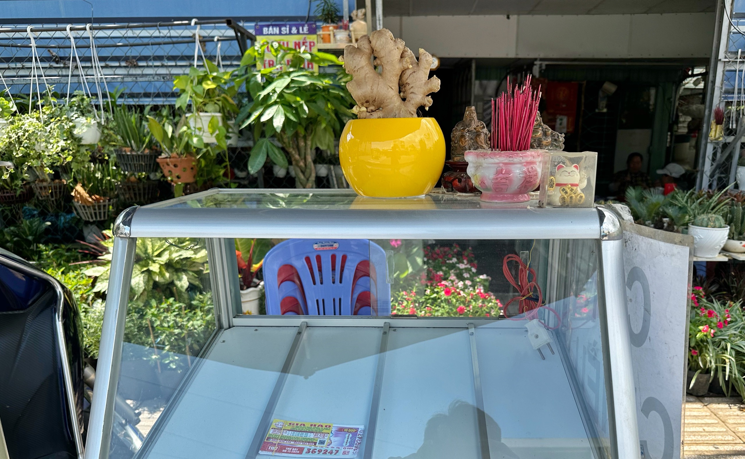 Độc lạ trồng... bonsai gừng bất ngờ thành 'trend', vườn kiểng ở TP.HCM bán đắt hàng - Ảnh 4. Độc lạ trồng... bonsai gừng bất ngờ thành 'trend', vườn kiểng ở TP.HCM bán đắt hàng - Ảnh 4.