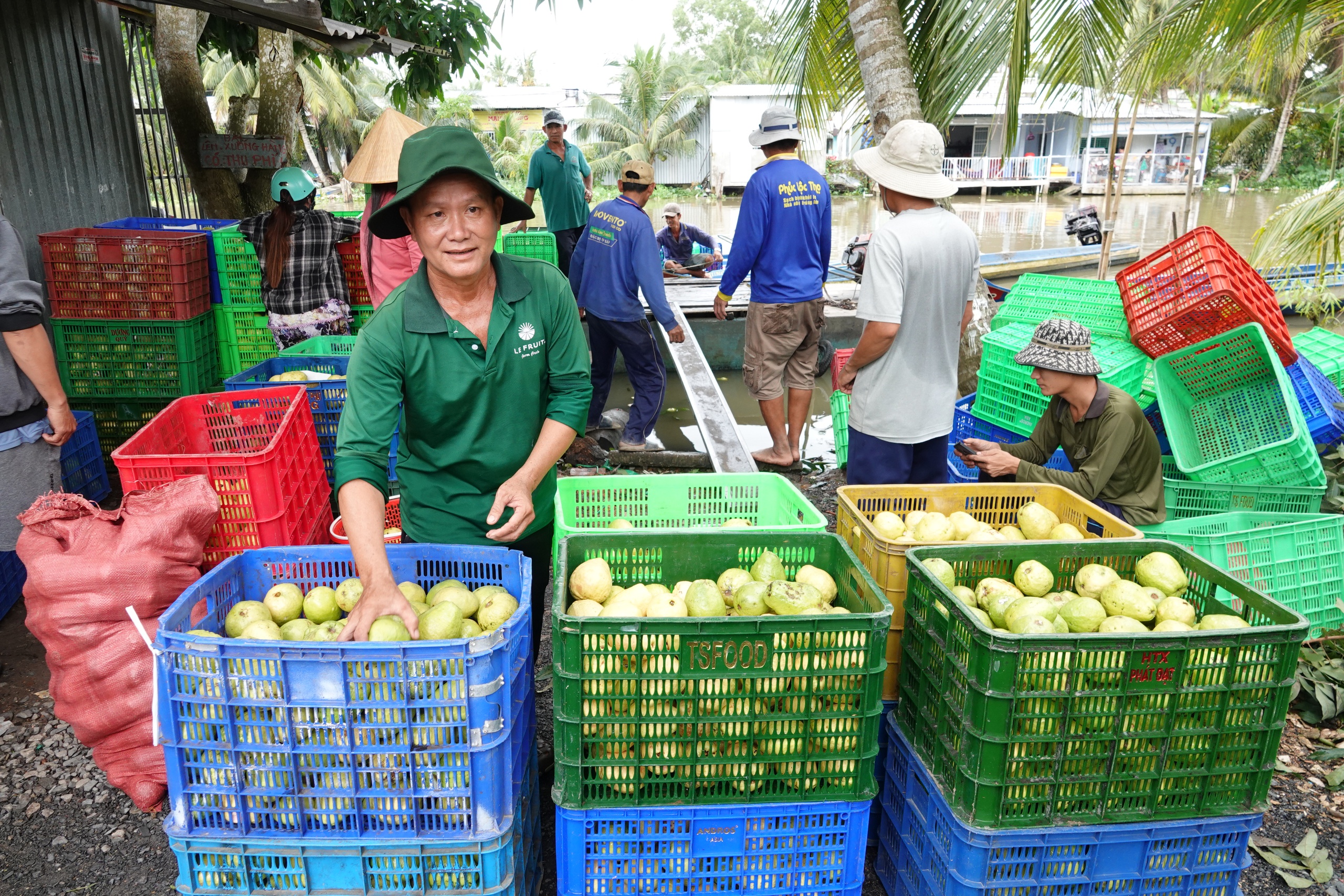 Nông dân miền Tây làm giàu nhờ trồng ổi ruột hồng- Ảnh 2. Nông dân miền Tây làm giàu nhờ trồng ổi ruột hồng- Ảnh 2.