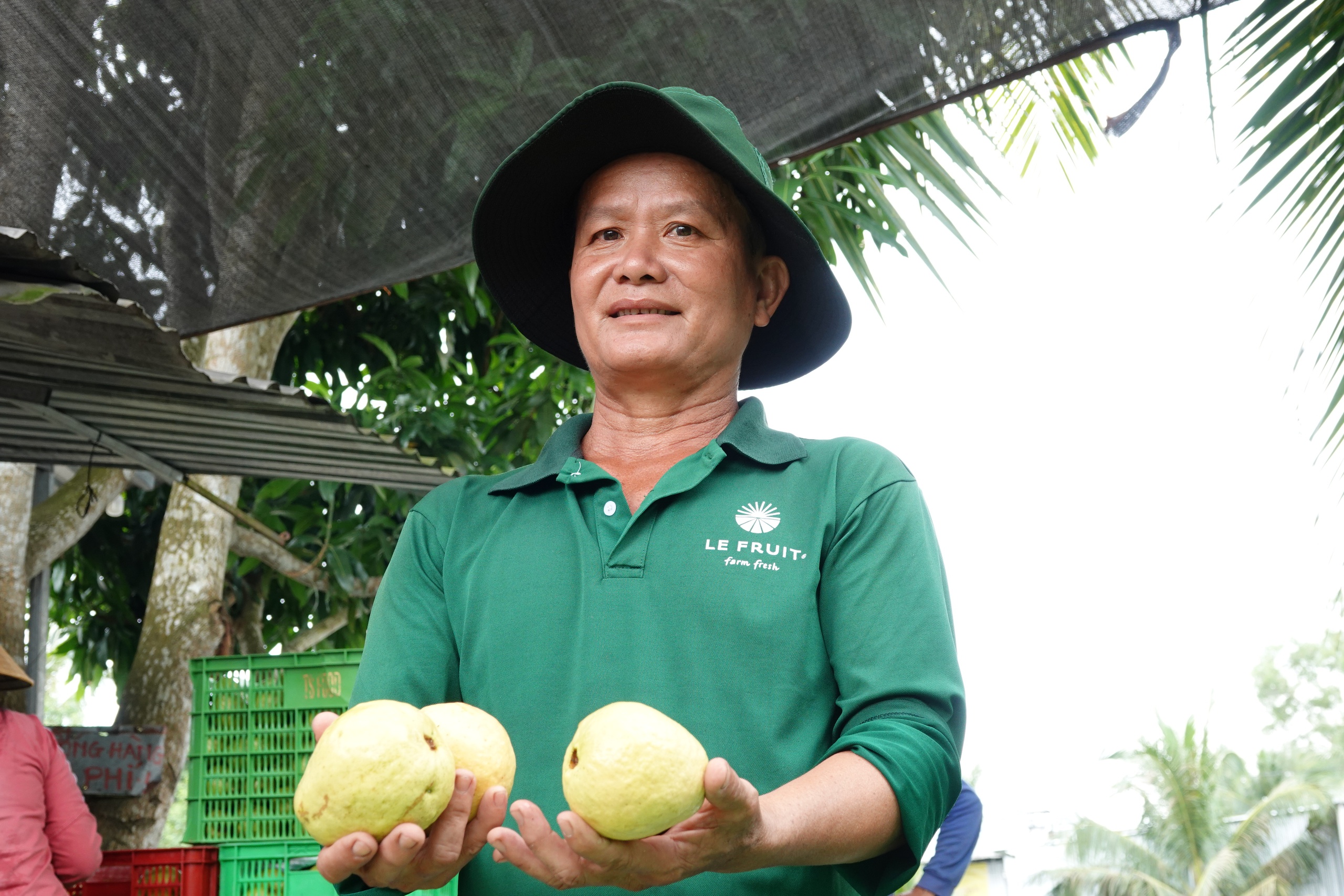 Nông dân miền Tây làm giàu nhờ trồng ổi ruột hồng- Ảnh 1. Nông dân miền Tây làm giàu nhờ trồng ổi ruột hồng- Ảnh 1.