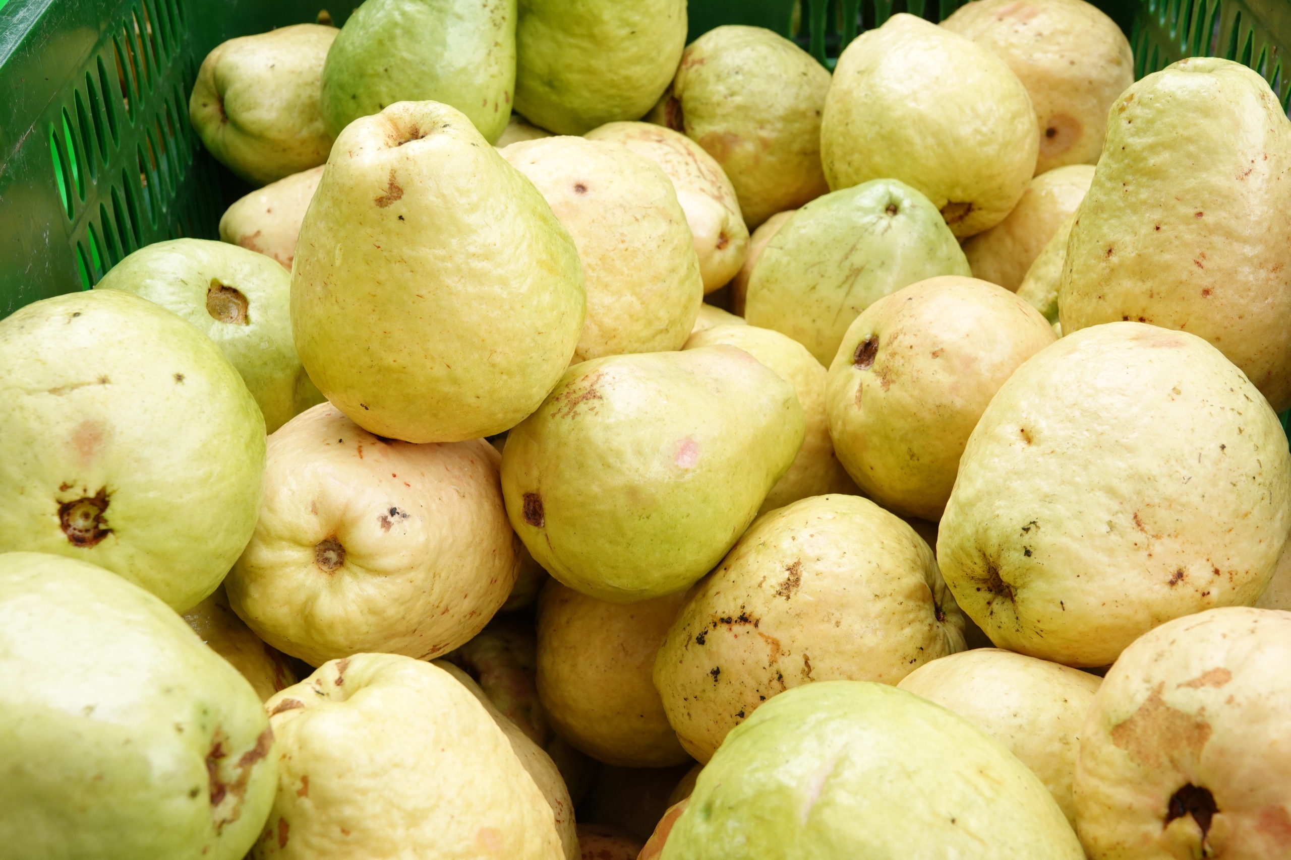 Nông dân miền Tây làm giàu nhờ trồng ổi ruột hồng- Ảnh 3. Nông dân miền Tây làm giàu nhờ trồng ổi ruột hồng- Ảnh 3.