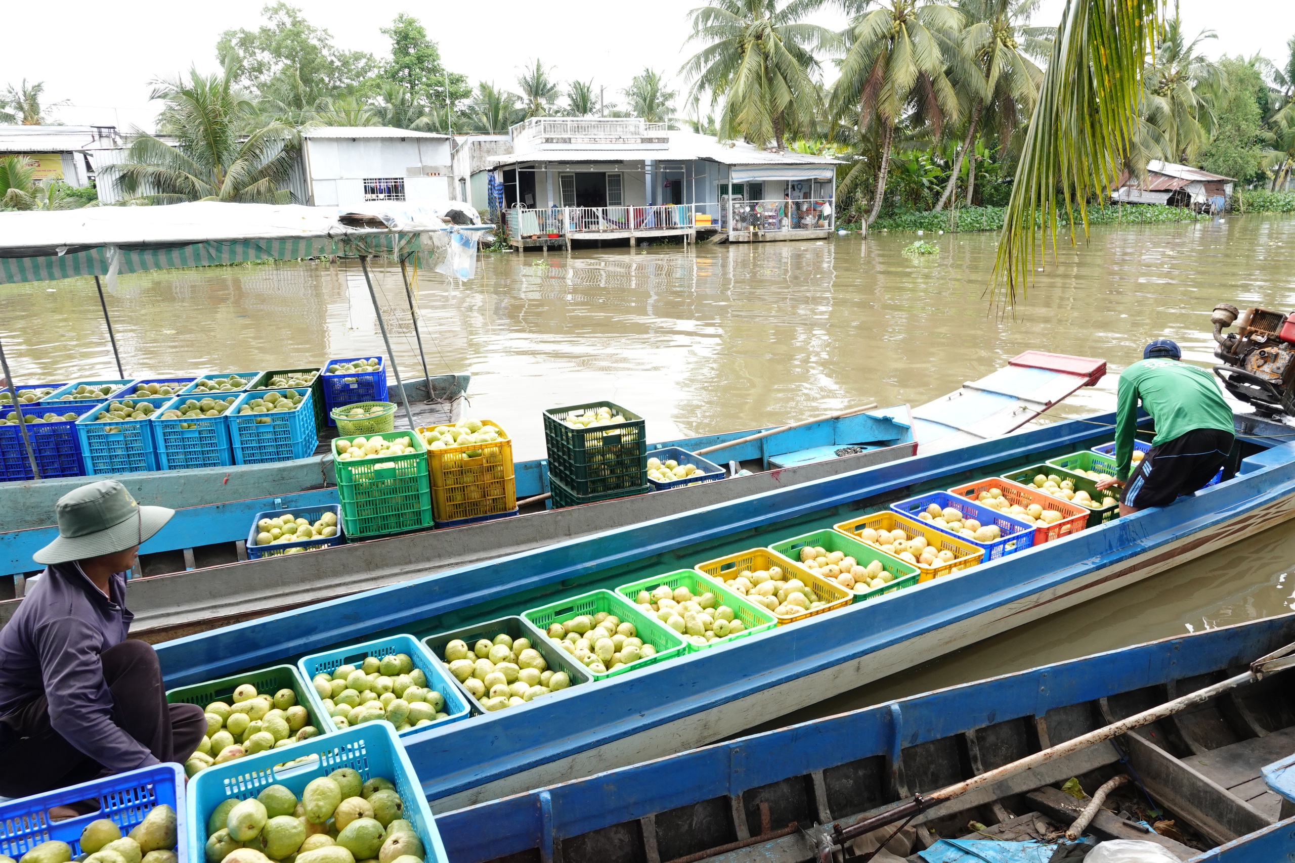Nông dân miền Tây làm giàu nhờ trồng ổi ruột hồng- Ảnh 4. Nông dân miền Tây làm giàu nhờ trồng ổi ruột hồng- Ảnh 4.