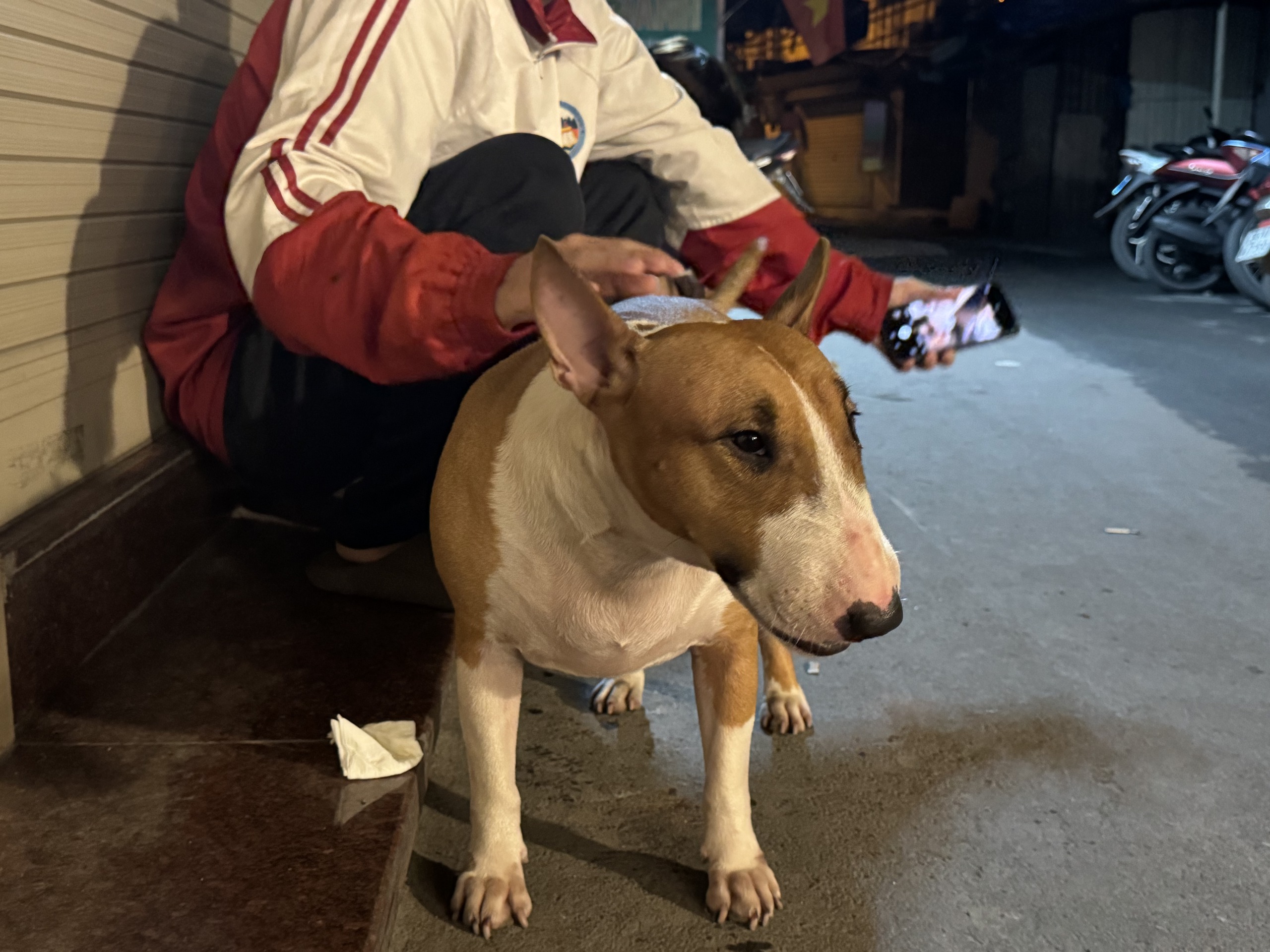 Người trẻ đua nhau đến qu&aacute;n nướng tại H&agrave; Nội để được gặp ch&uacute; ch&oacute; Tam - Ảnh 1.