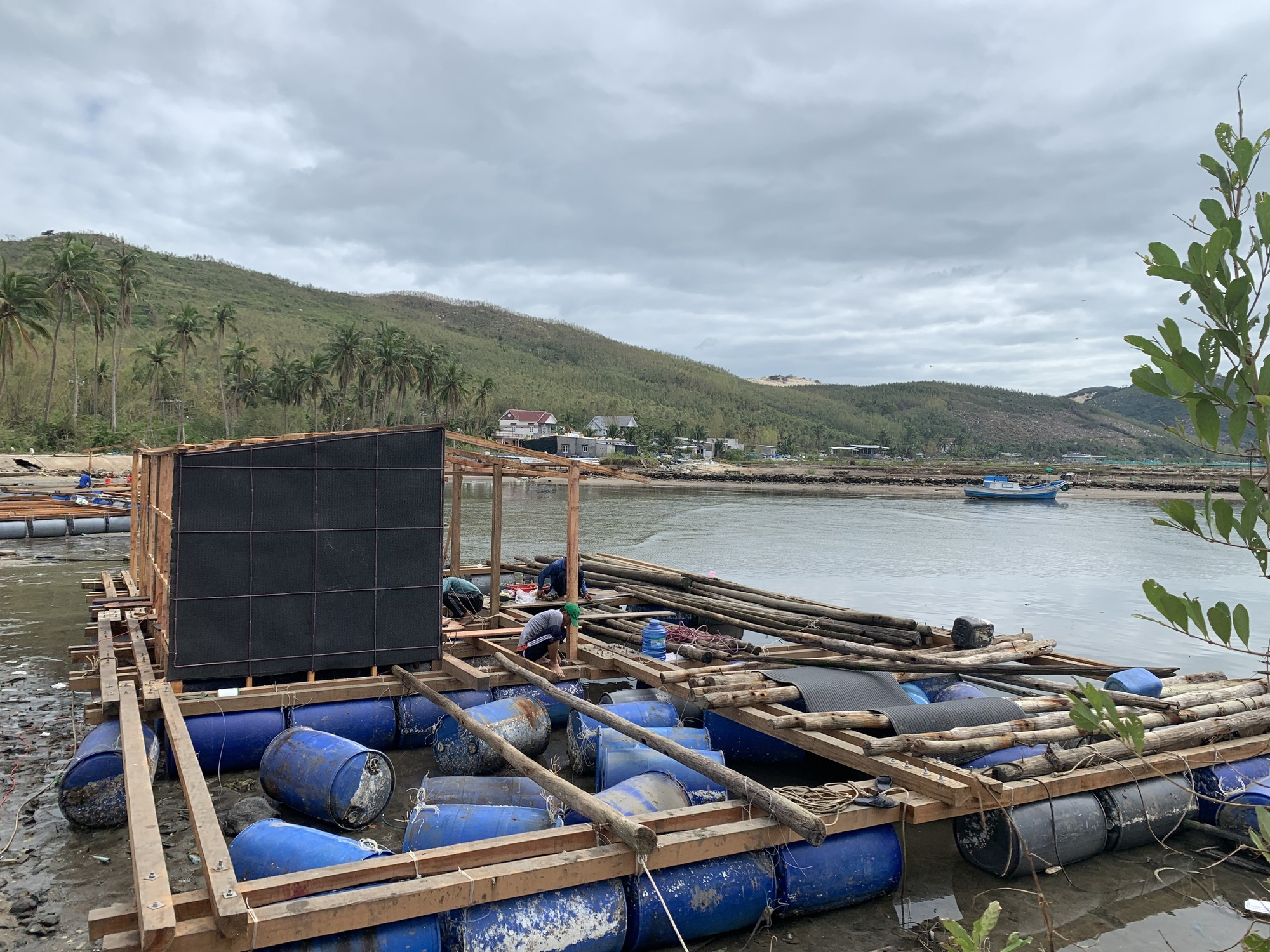 Thủ phủ tôm hùm nỗ lực hồi sinh sau lũ - Ảnh 1.